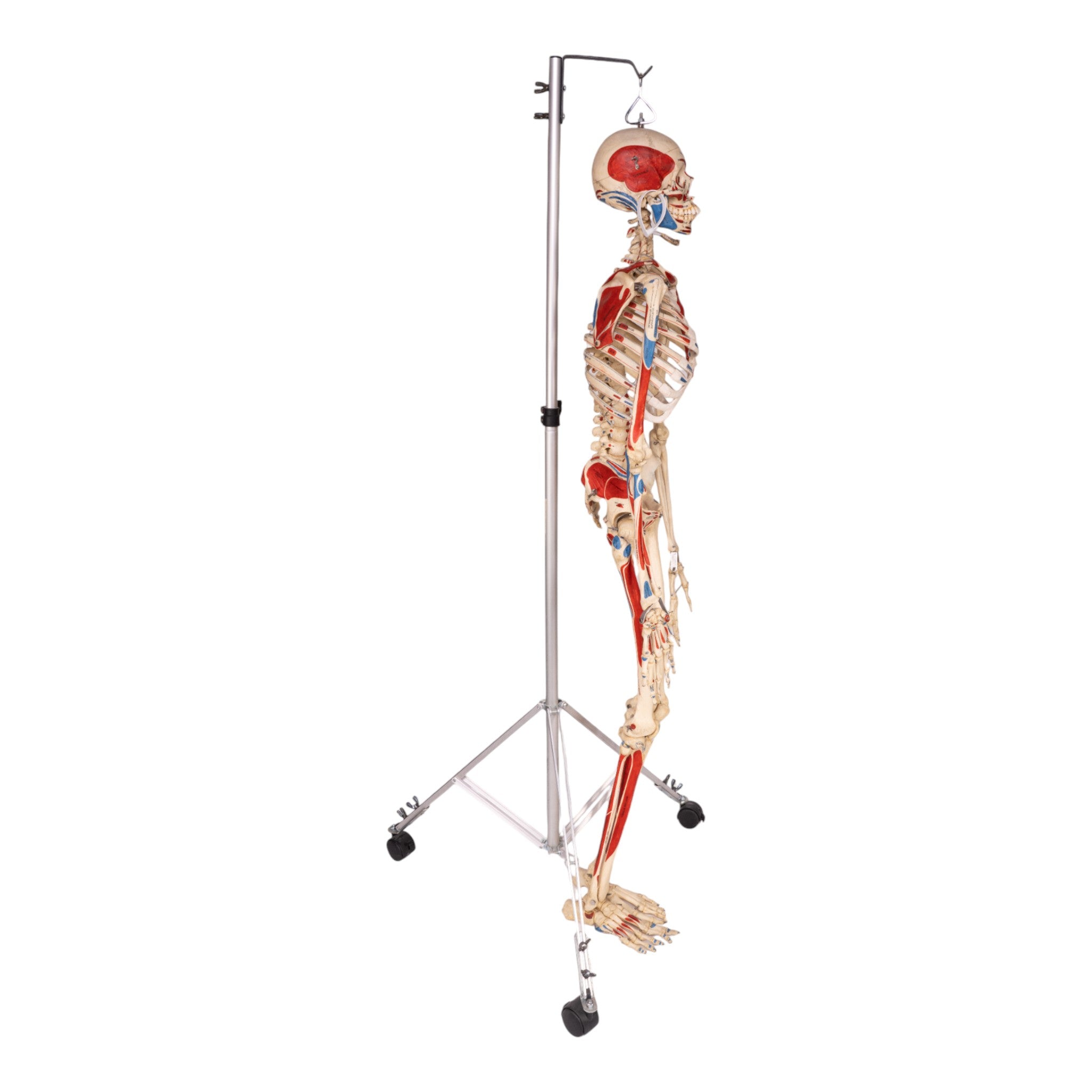 Realistic Articulated Human Skeleton Model - Hand-Painted Anatomical Display for Medical Education, Halloween Decor & Science Classrooms