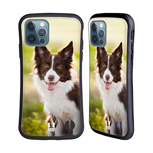 Brown Border Collie In Summer