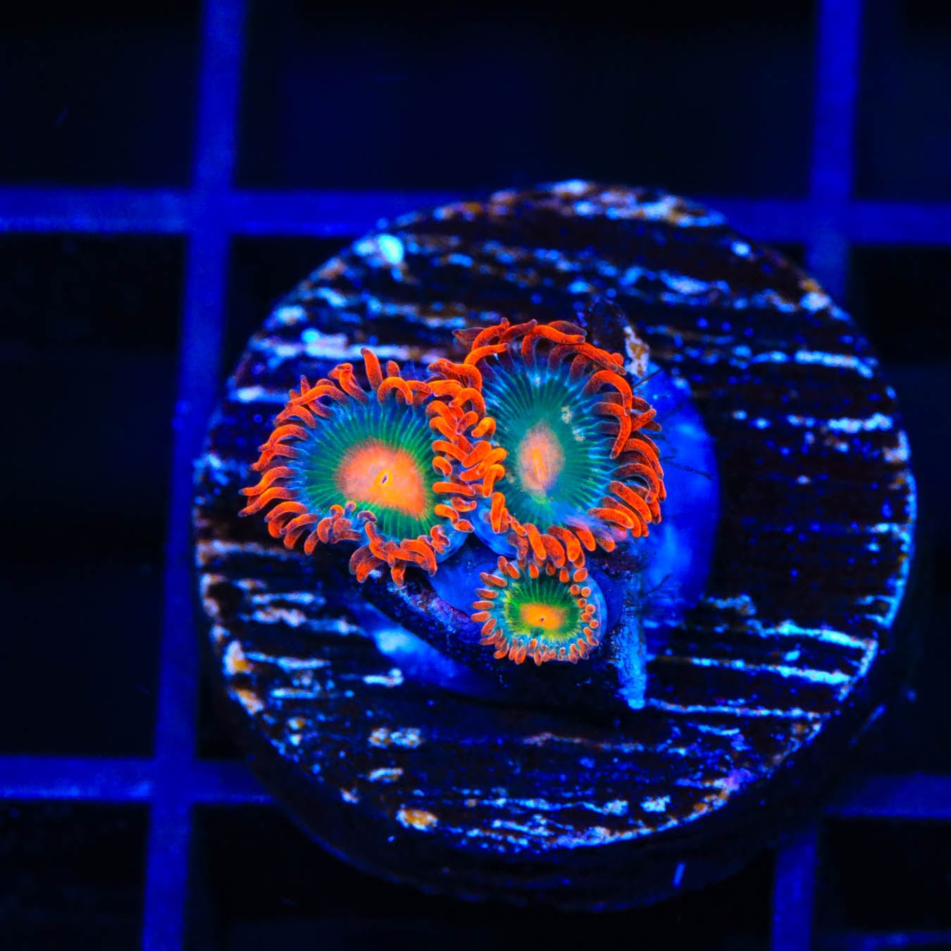 Electric Gatorade Zoanthids Coral - Vibrant Saltwater Aquarium Coral for Reef Tanks | Perfect for Marine Aquascaping & Coral Propagation