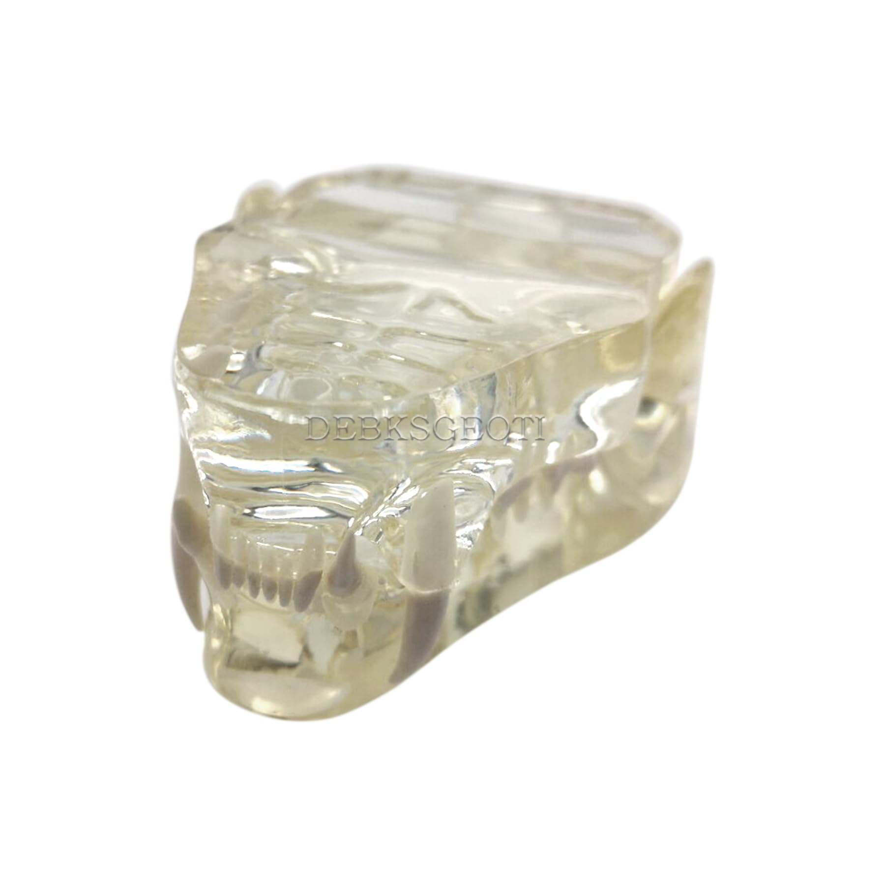 Feline Jaw Cat Oral Clear Typodont Teeth Dental Model - Veterinary Training & Education Tool for Pet Clinics - Perfect for Dental Demonstrations & Veterinary Office Decor