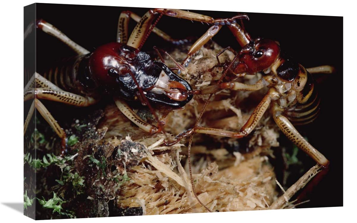 16 x 24 Inch New Zealand Tree Weta Male & Female Art Print by Mark Moffett - Unique Insect Wall Decor for Nature Lovers, Home Office & Classroom
