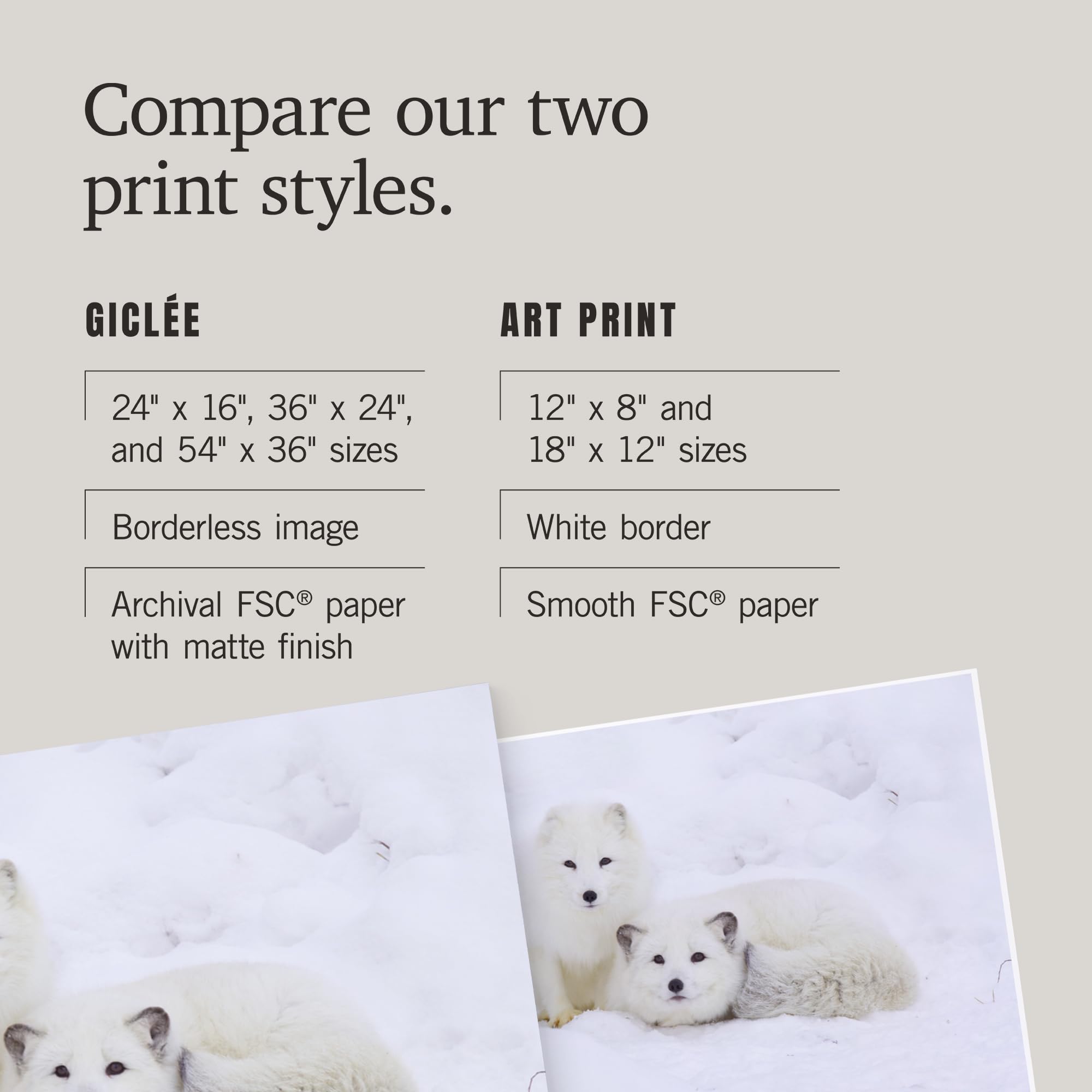 Lantern Press 16x24 Inch Giclee Art Print - Arctic Fox Wall Decor | Premium Canvas Painting for Living Room, Bedroom & Office
