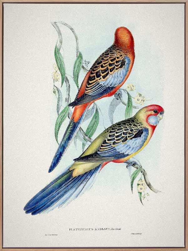 Adelaide Rosella Canvas Art Print - Vibrant Parrot Wall Decor for Living Room, Bedroom & Office - Premium Handmade Artwork for Home & Office Decor
