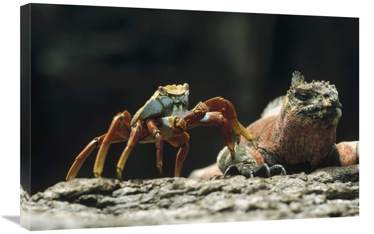 20 x 30 Inch Marine Iguana Male with Sally Lightfoot Crab Galapagos Islands Ecuador Wall Art Print by Tui De Roy - Perfect for Home Decor, Office, or Gift