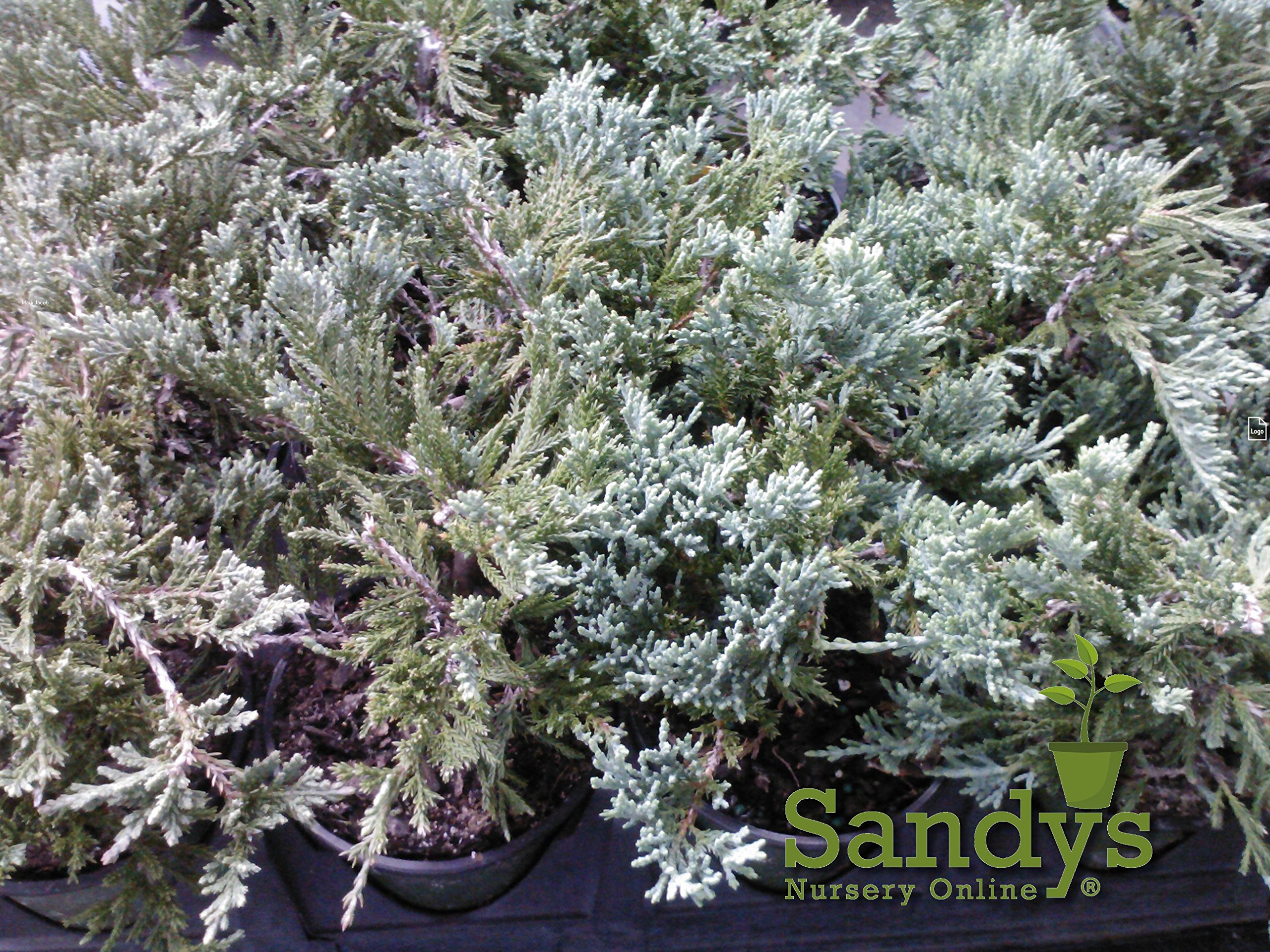 Juniper Blue Rug Ground Cover Plants - Lot of 30 (4 Inch Pots) | Drought-Tolerant Evergreen Shrubs for Landscaping, Rock Gardens & Slopes