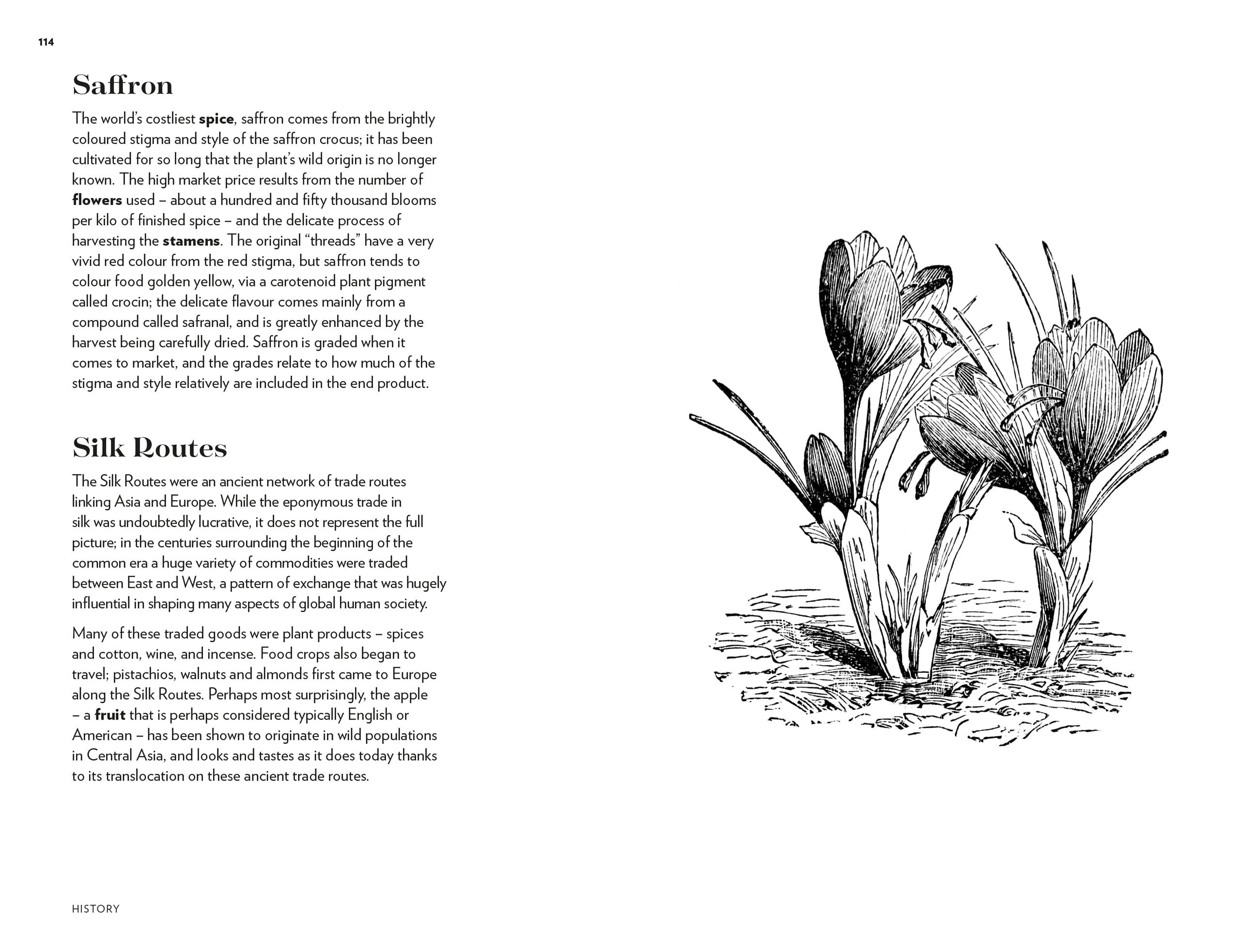Kew - Plant Words: 250 Unique Botanical Terms for Plant Enthusiasts | Royal Botanic Gardens, Kew | Perfect for Gardeners, Botanists & Nature Lovers