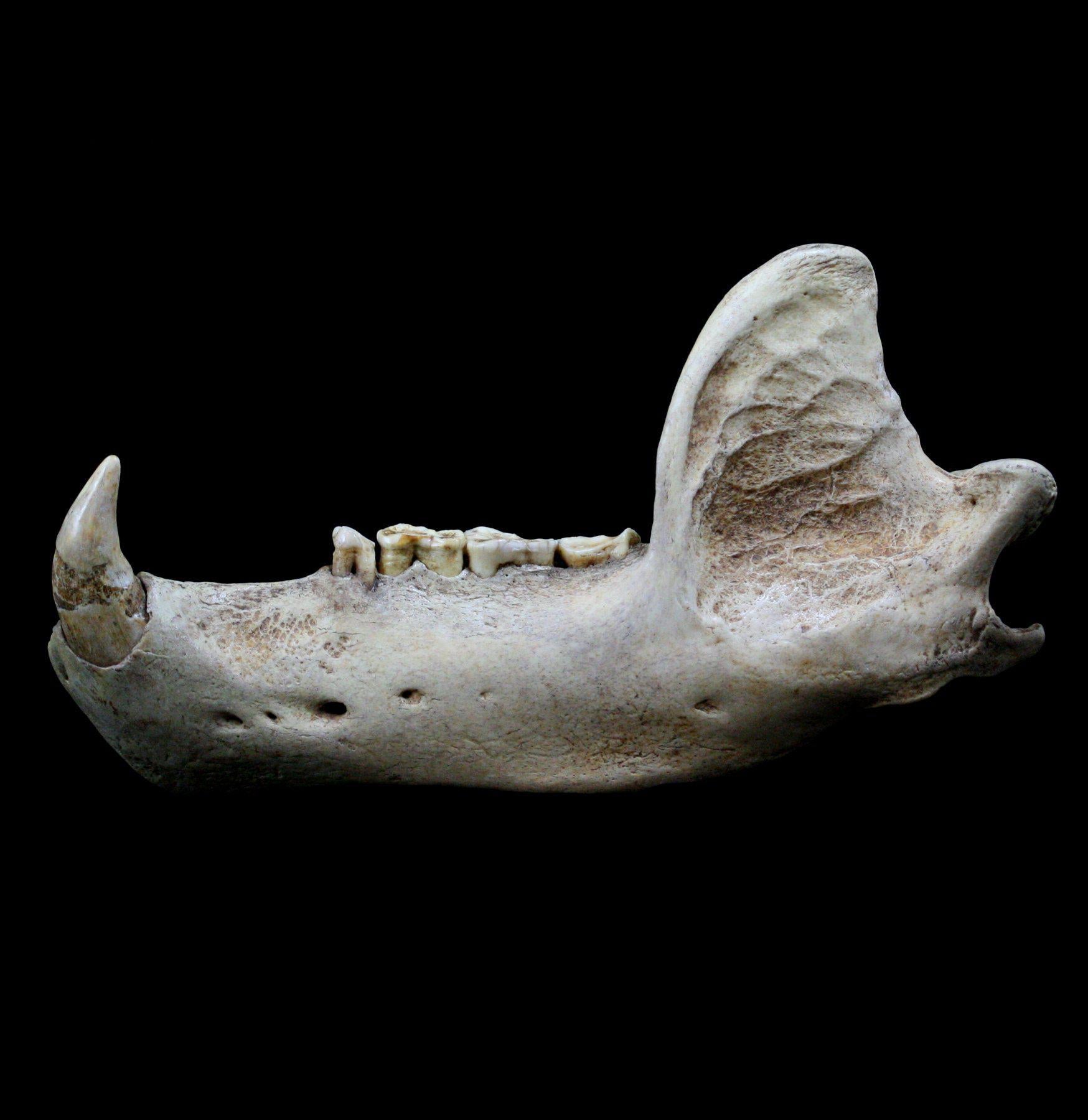 Fossilized Cave Bear Lower Jaw - Authentic Large Prehistoric Bear Fossil for Collectors, Museums & Educational Displays