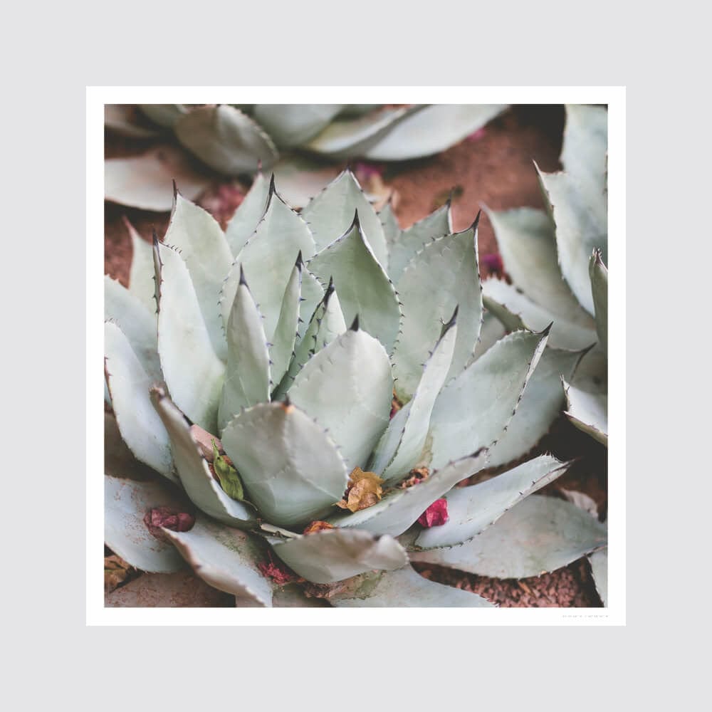 Premium Fine Art Prints for Home & Office Decor - Jardin Collection | Wall Art for Living Room, Bedroom & Gallery Displays