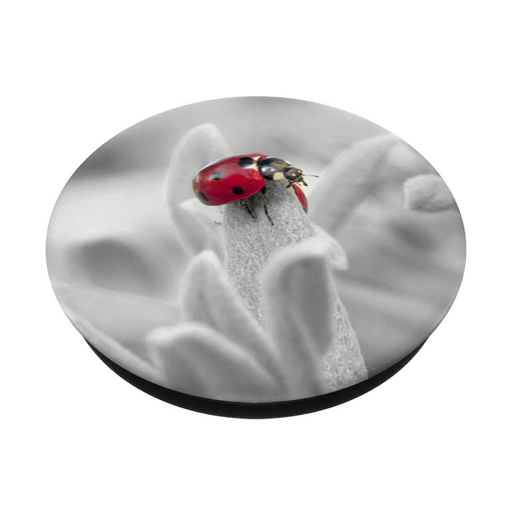 Ladybug Red Ladybird Beetle Phone Grip - Swappable PopSocket for iPhone, Samsung & Tablets - Perfect Gift for Nature Lovers & Phone Accessories
