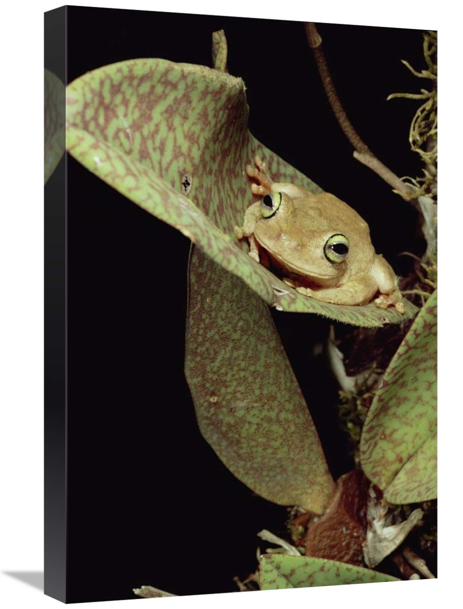 Global Gallery Tree Frog in Canopy Orchid Trinidad Canvas Art Print 16x24 Inches - Tropical Home Decor for Living Room, Bedroom & Office Wall