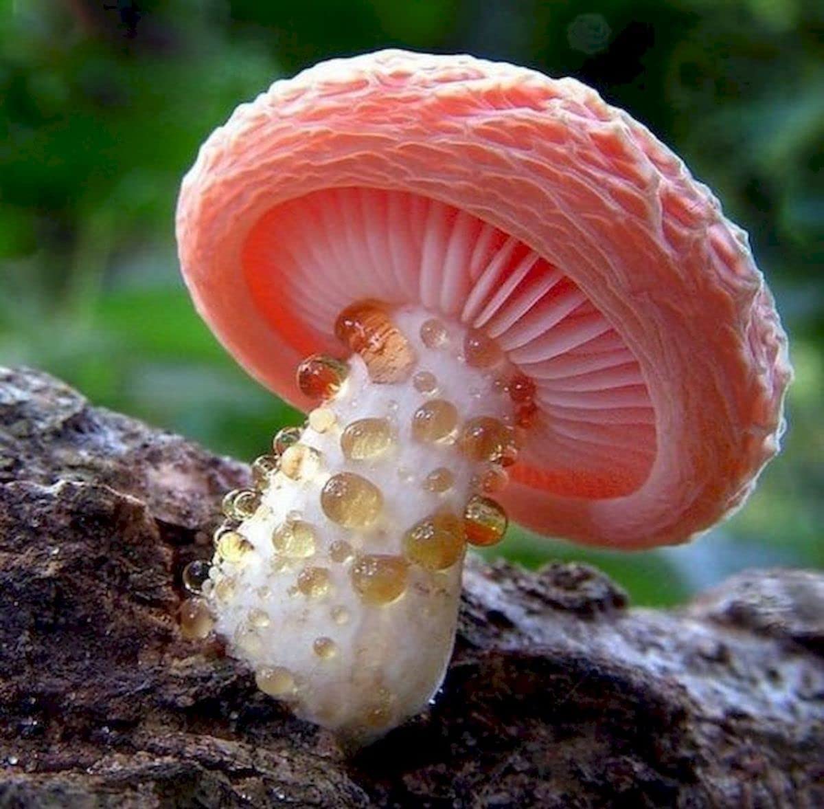 5D Pink Mushroom Diamond Painting Kit - Full Drill DIY Rhinestone Embroidery Art, Aesthetic Wall Decor for Bedroom, Living Room, Home Office (16x24 Inch) - Perfect Gift for Adults & Teens, Stress Relief & Home Decoration