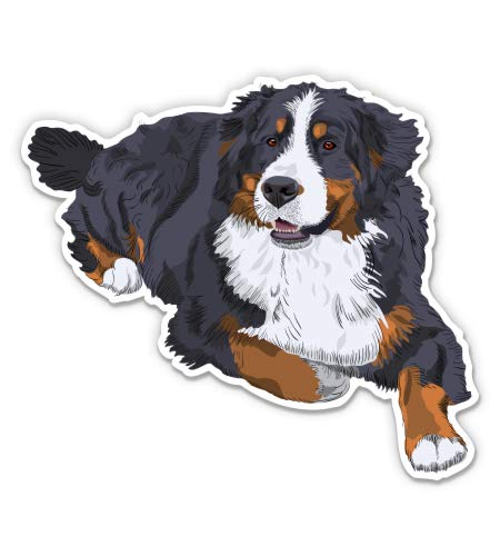 Bernese Mountain Dog 3