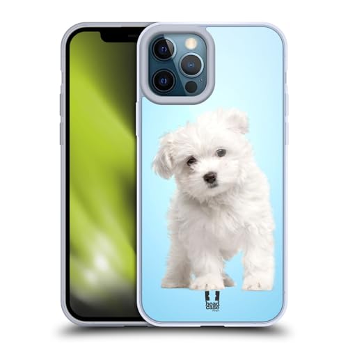 Maltese Puppy