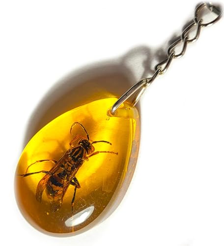 Asian Hornet