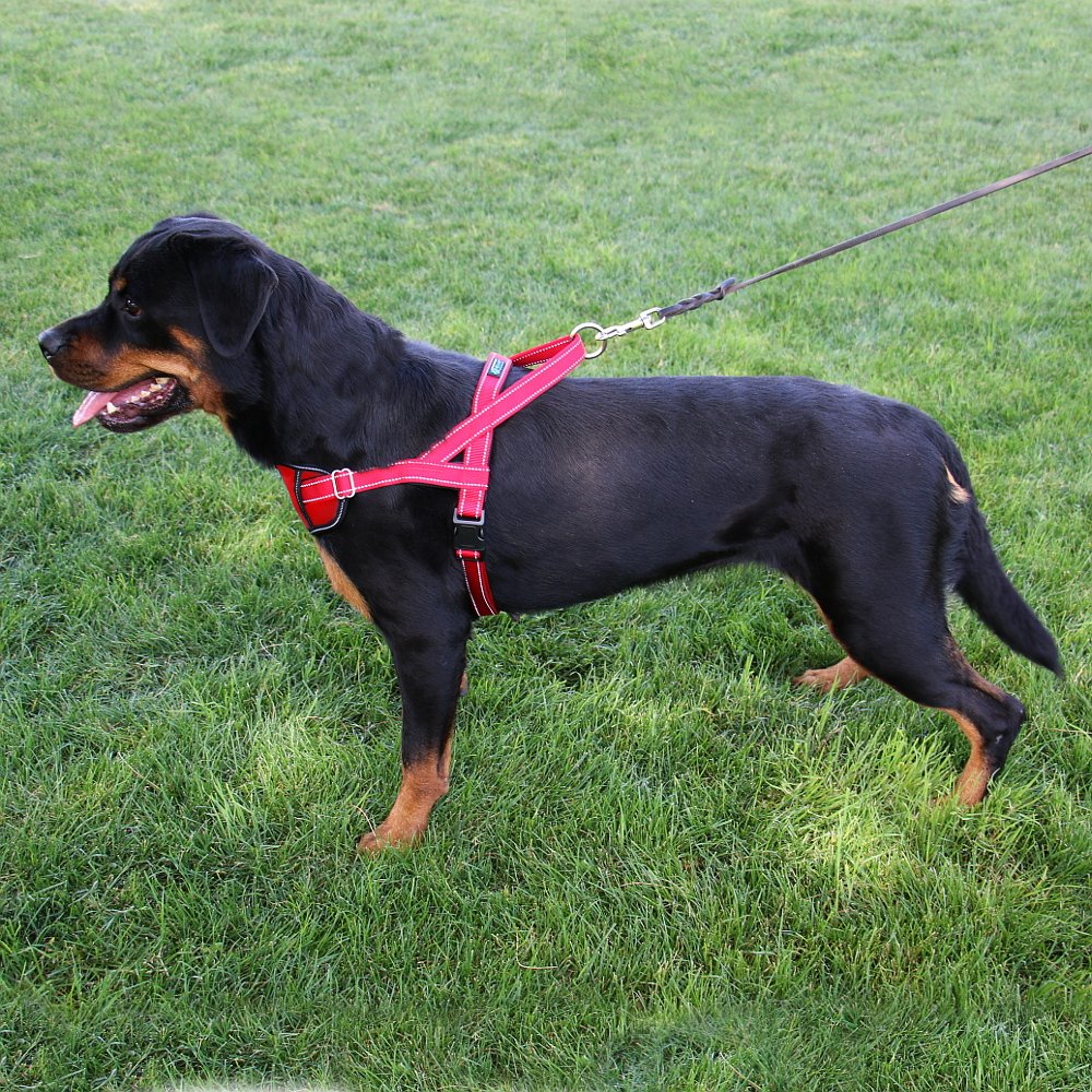 Max and Neo Reflective Dog Harness for Small Dogs - Pink Safety Vest with Passport Pocket | Donates to Dog Rescues | Perfect for Night Walks, Hiking & Travel