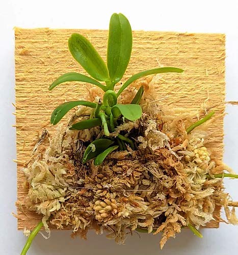 BLOOMIFY Mounted Miniature Orchid - Haraella Retrocalla - Long Fiber Sphagnum Moss Wrapped - 3 Inch Mount - Perfect for Terrariums, Office Decor & Gift Giving