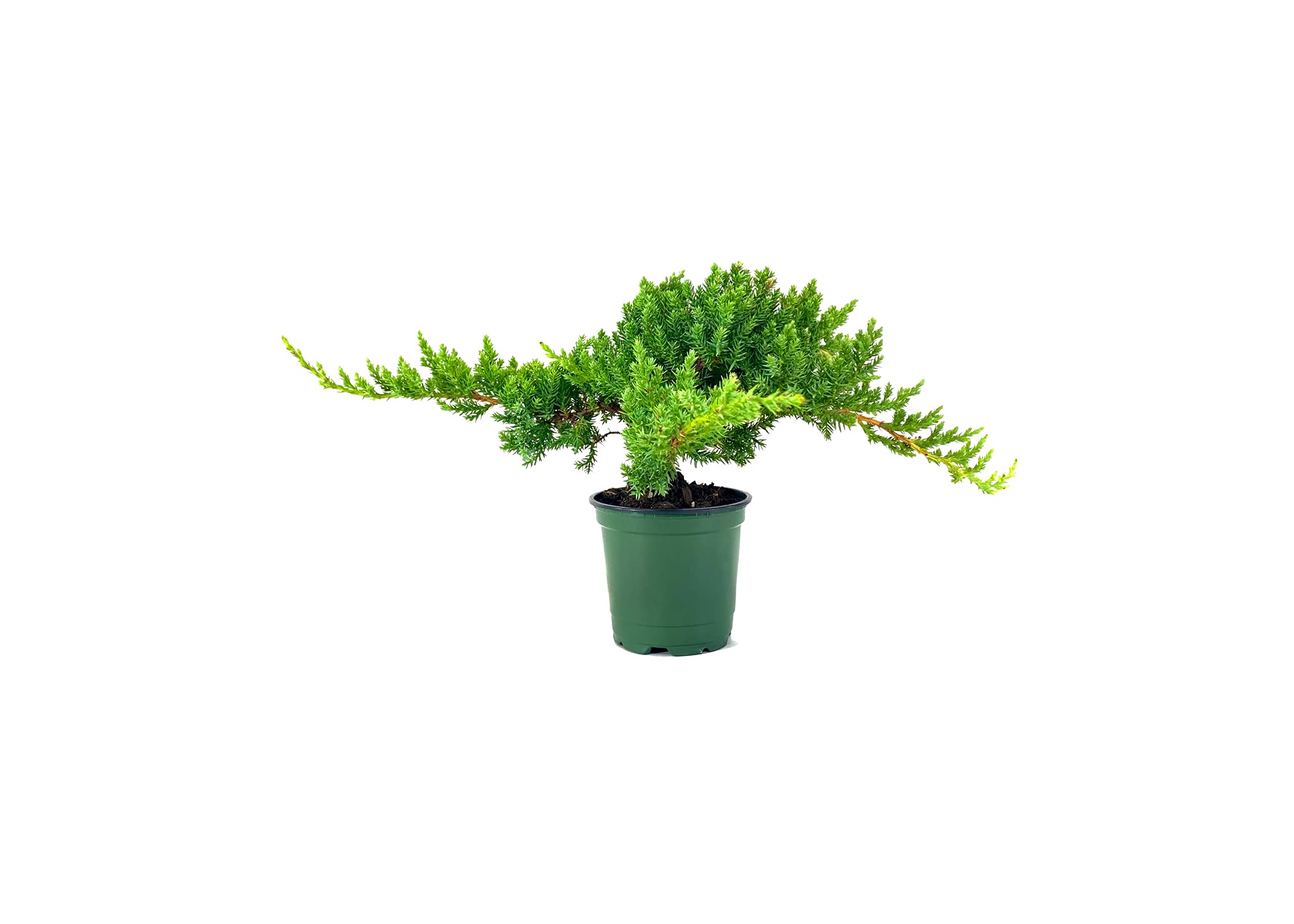 Dwarf Japanese Garden Juniper (Juniperus Procumbens Nana) - 15 Live Plants in 4 Inch Pots | Drought Tolerant Evergreen Ground Cover | Perfect for Bonsai, Rock Gardens & Landscape Design | Low Maintenance Outdoor Decor