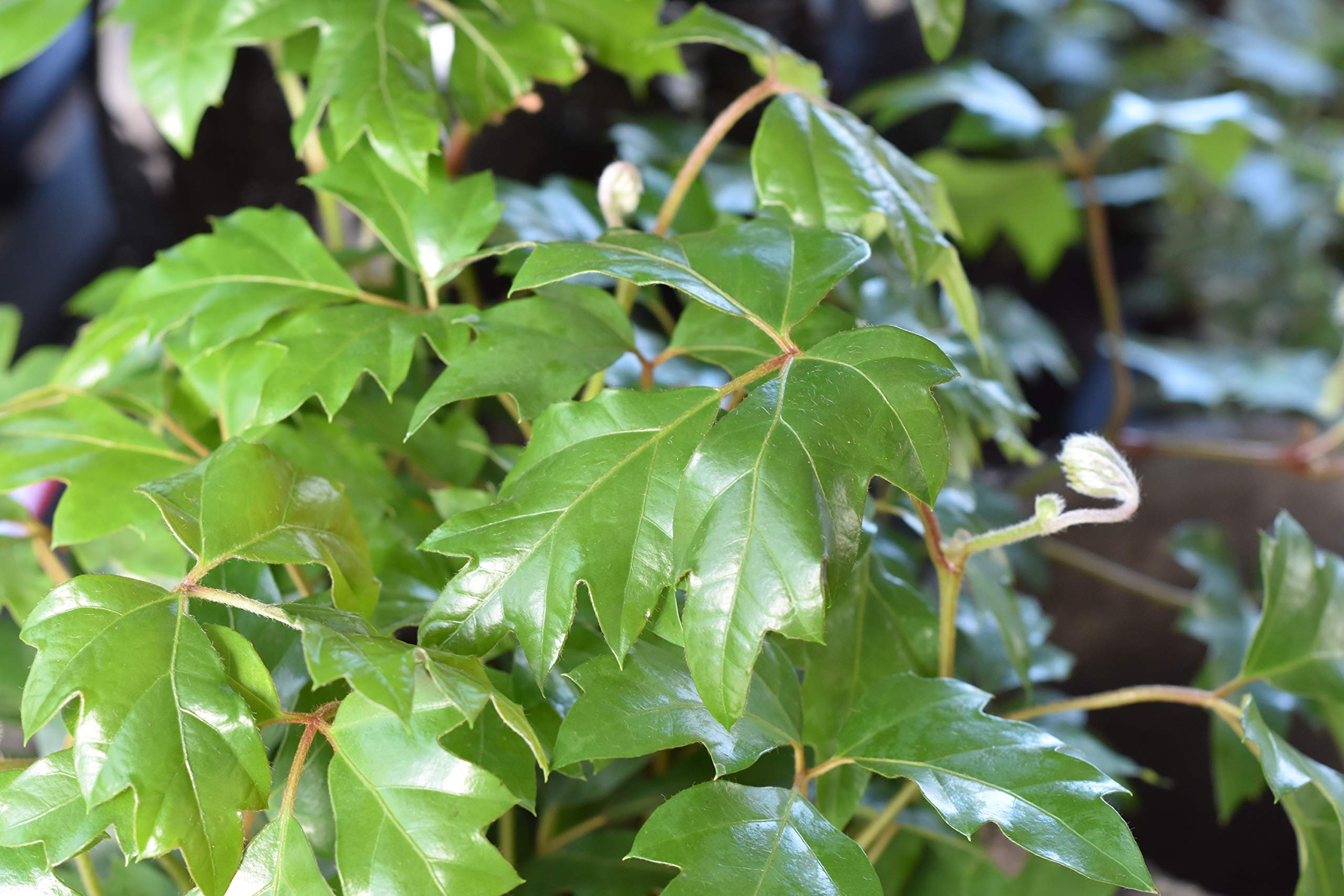 Grape Ivy (Cissus Rhombifolia) - 5 Live Plants in 4 Inch Pots - Easy Care Indoor Houseplant Vine for Home Decor, Office & Hanging Baskets