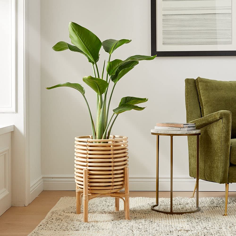 White Bird of Paradise Live Plants (Strelitzia Nicolai) - 30 Pack Tropical Rare Foliage Specimen for Indoor/Outdoor Decor, Office & Garden Landscaping