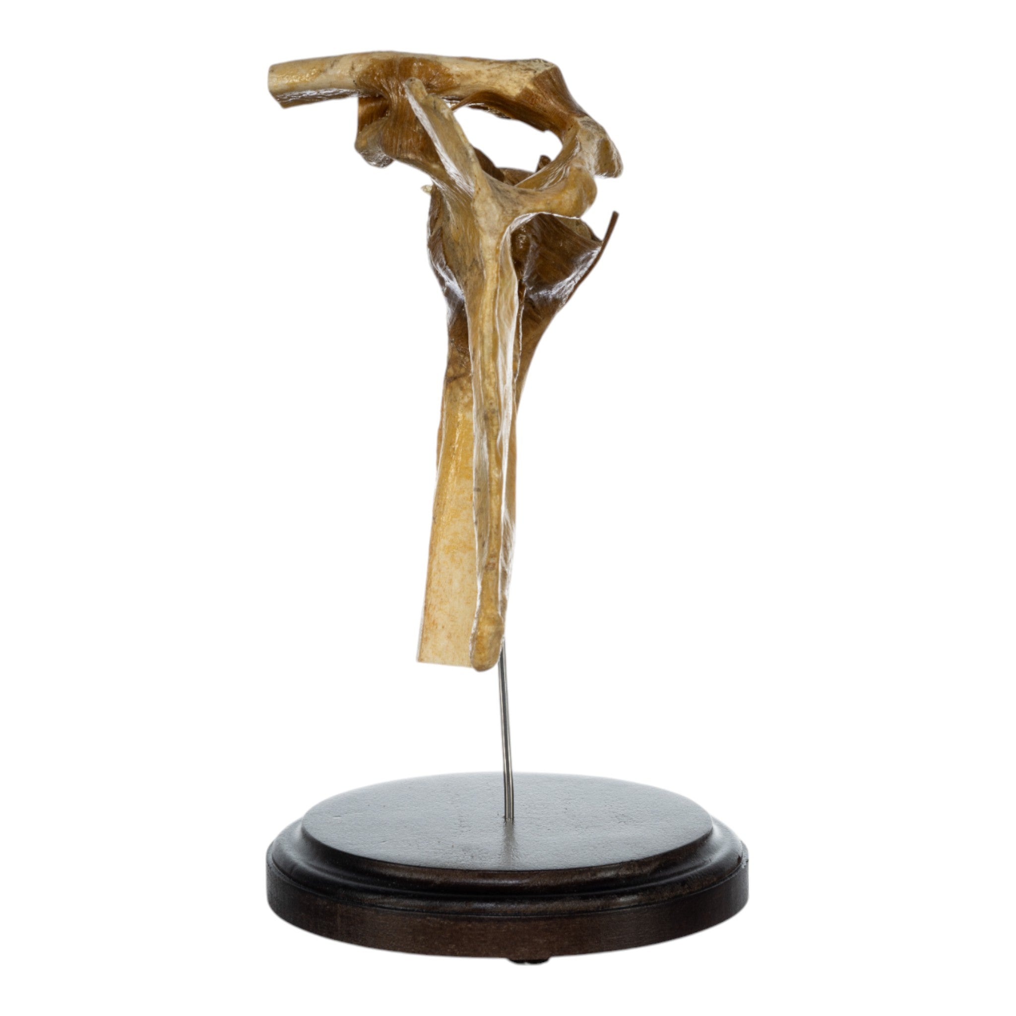 Real Human Right Shoulder Joint Model on Stand - Anatomical Study, Medical Training & Educational Display for Students, Doctors & Healthcare Professionals