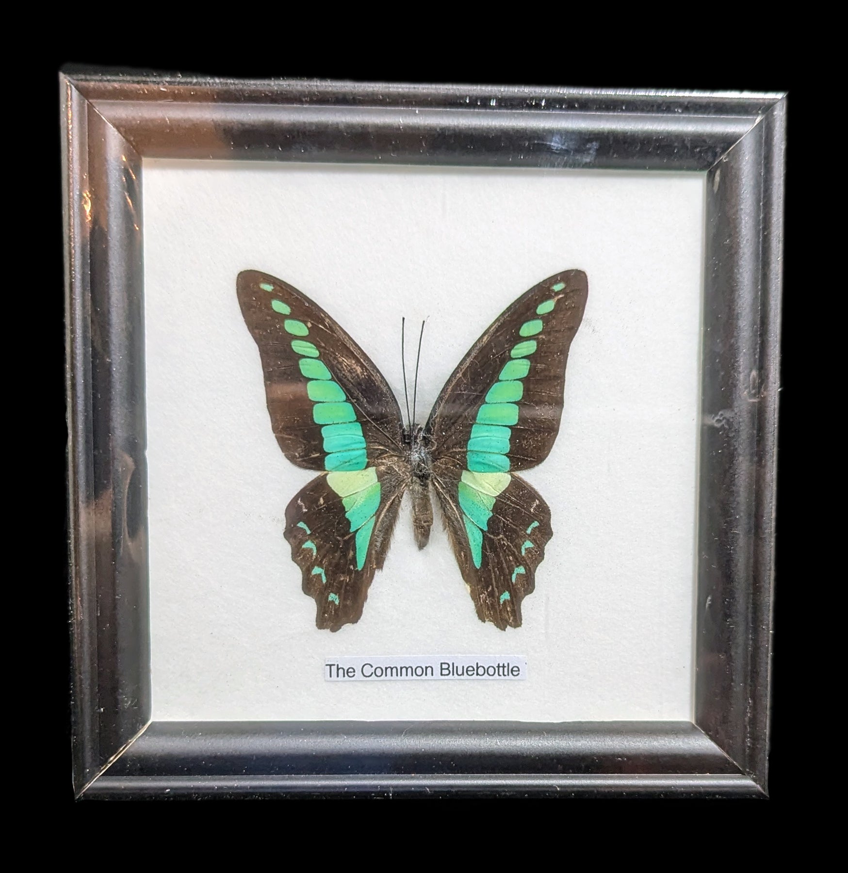 Premium Single Riker Mounted Butterfly Display Case - Framed Insect Specimen for Collectors & Science Education | Perfect for Home Decor, Classroom Displays & Nature Exhibits