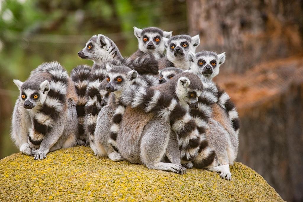 Ring-Tailed Lemur Wildlife Art Print - Primate Poster, Monkey Painting for Wall Decor, Bathroom & Nature-Themed Spaces - Cool 24x16 Inch Wall Art Poster