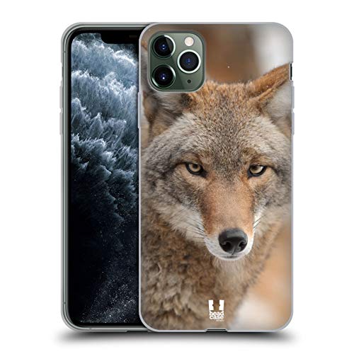 Coyote In Snow
