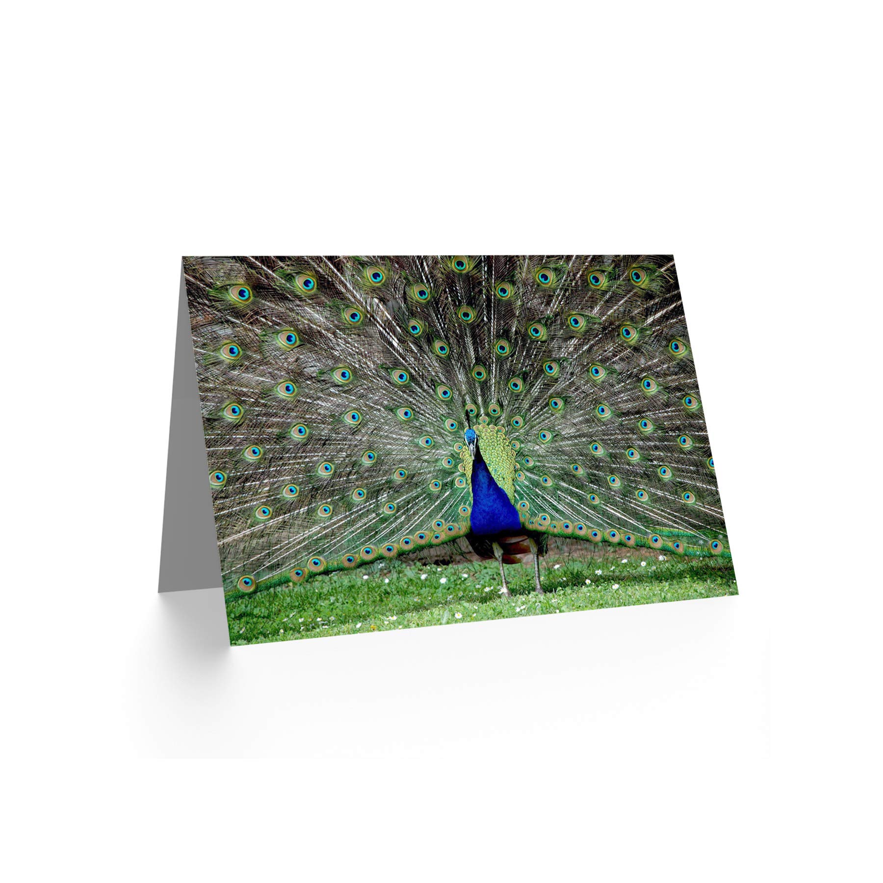 Wee Blue Coo Peacock Feather Greeting Card - Blank Birthday Card with Bird Design - Perfect for Birthdays, Anniversaries & Special Occasions