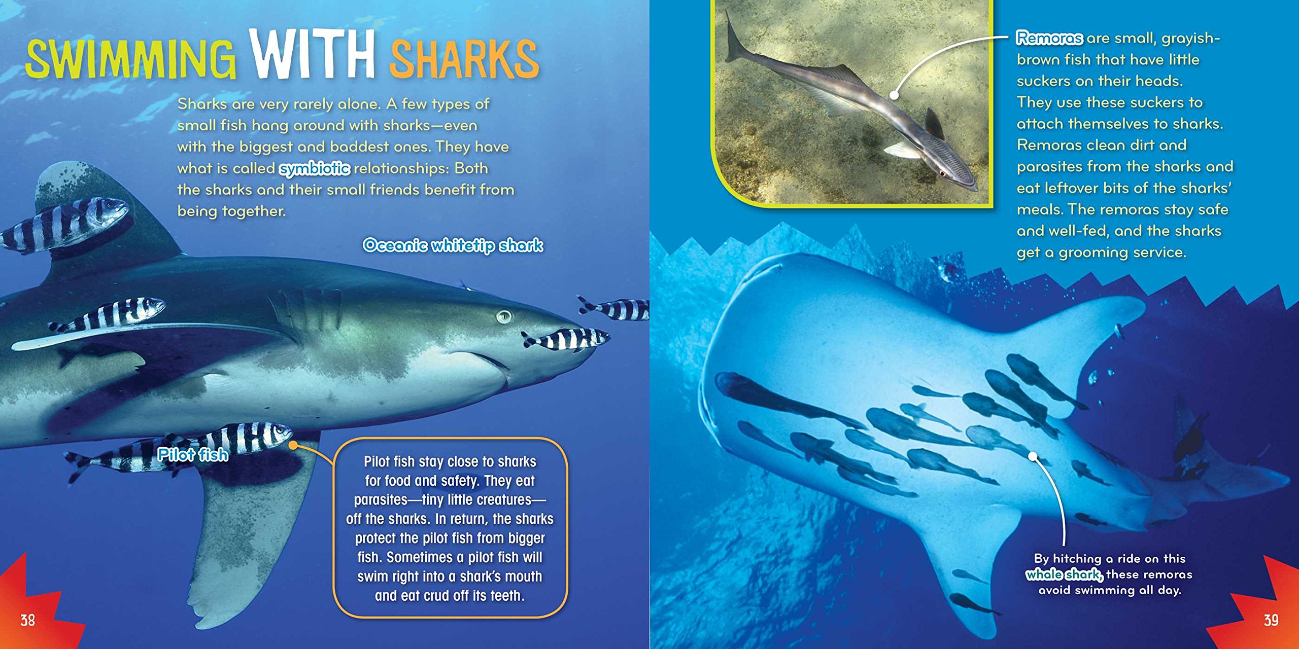 Shark-tastic! (Science with Stuff) - Fun Educational Book for Kids About Sharks, Marine Biology Learning & Ocean Exploration