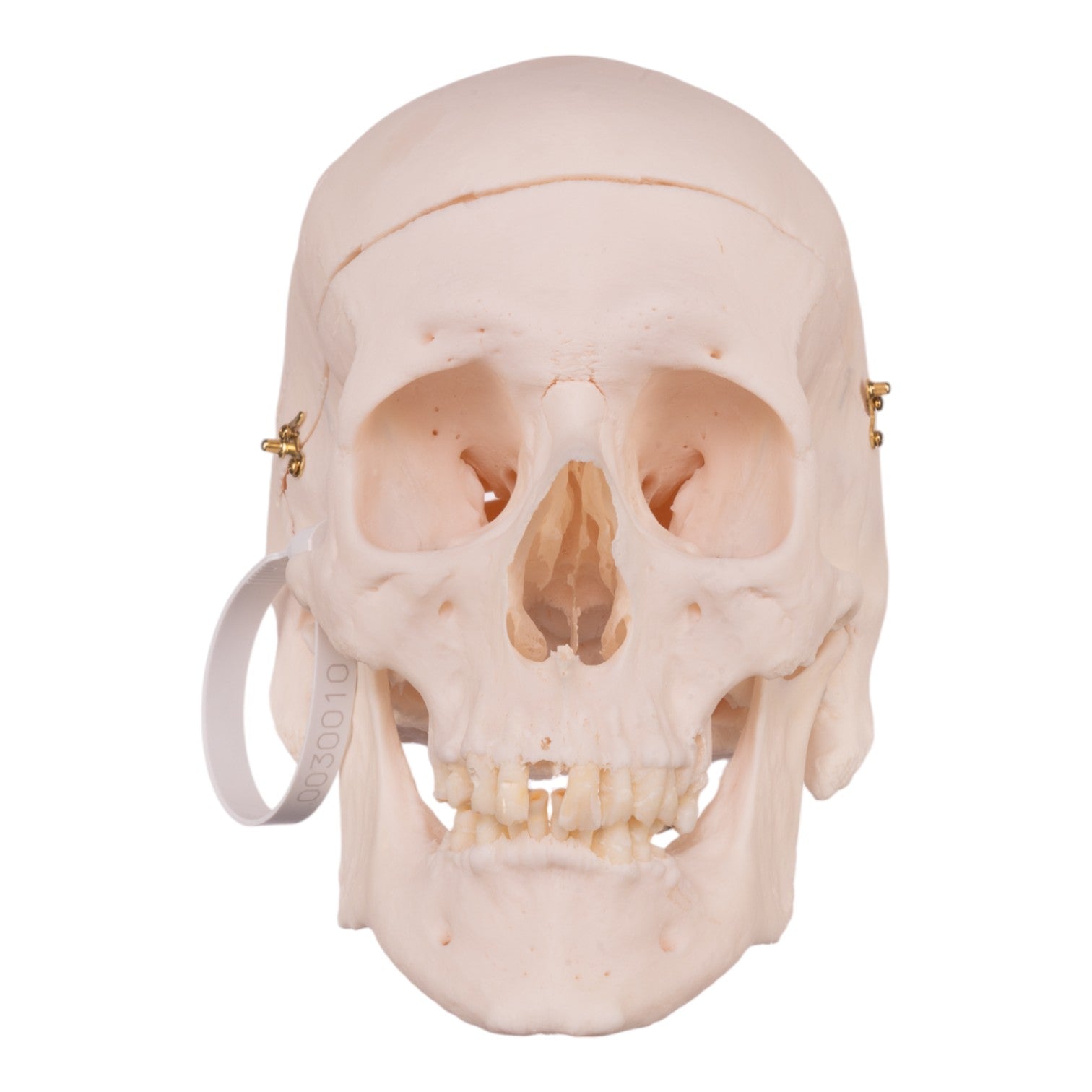 Premium Anatomical Human Skull Model - Accurate Medical & Educational Replica for Students, Doctors & Collectors | Perfect for Classroom Study, Halloween Decor & Scientific Research
