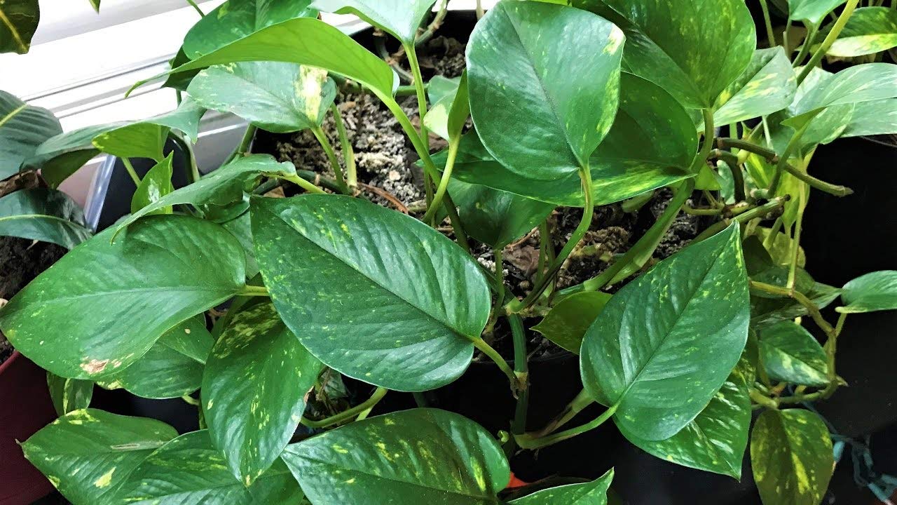 Devil's Ivy Pothos Plant - 5 Live Epipremnum Aureum in 6 Inch Pots - Easy to Grow Air Purifying Indoor Houseplant for Home, Office & Bedroom Decor