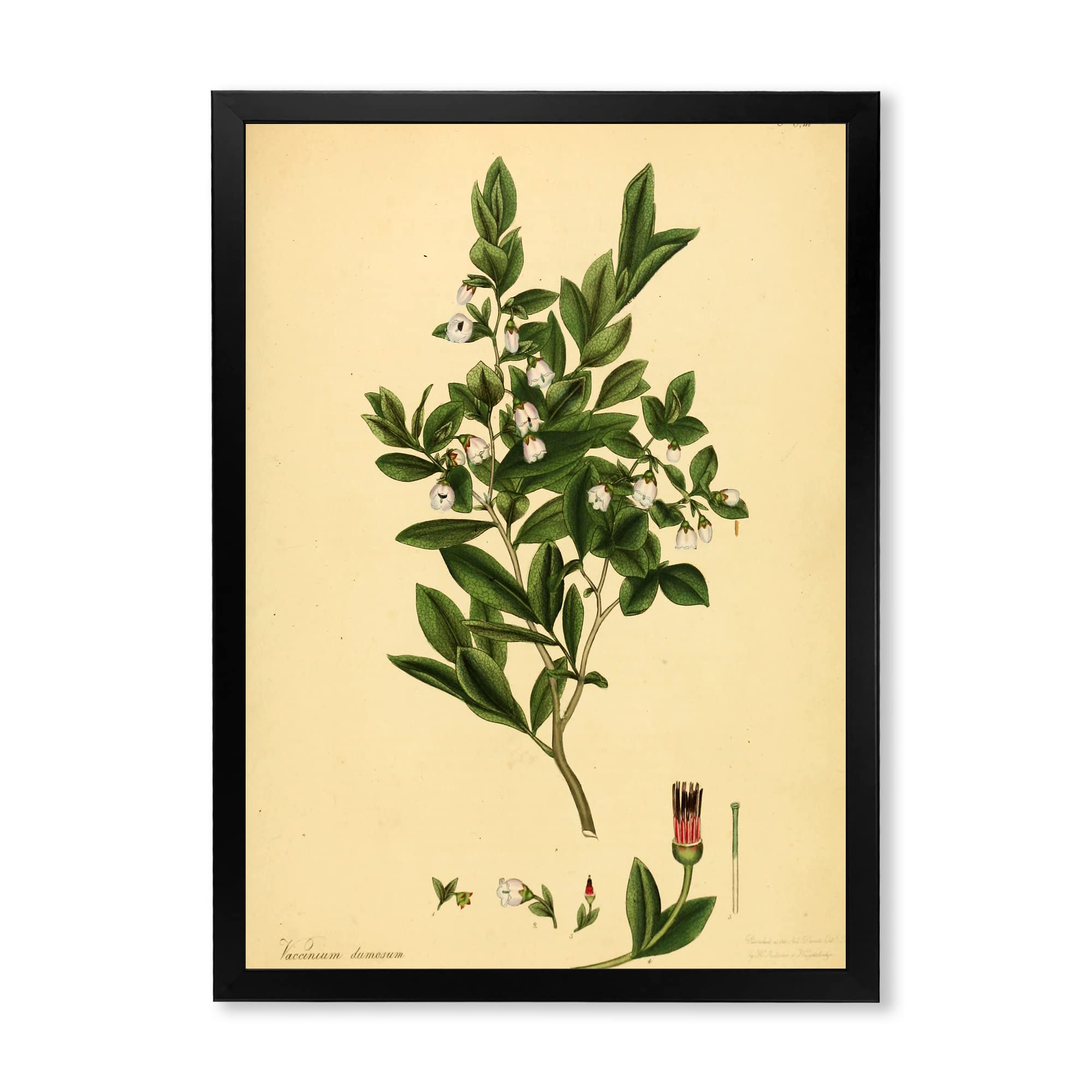 Vintage Plant Life XXV Traditional Framed Wall Art - Botanical Home Decor for Living Room, Bedroom & Office | Ready to Hang Canvas Painting