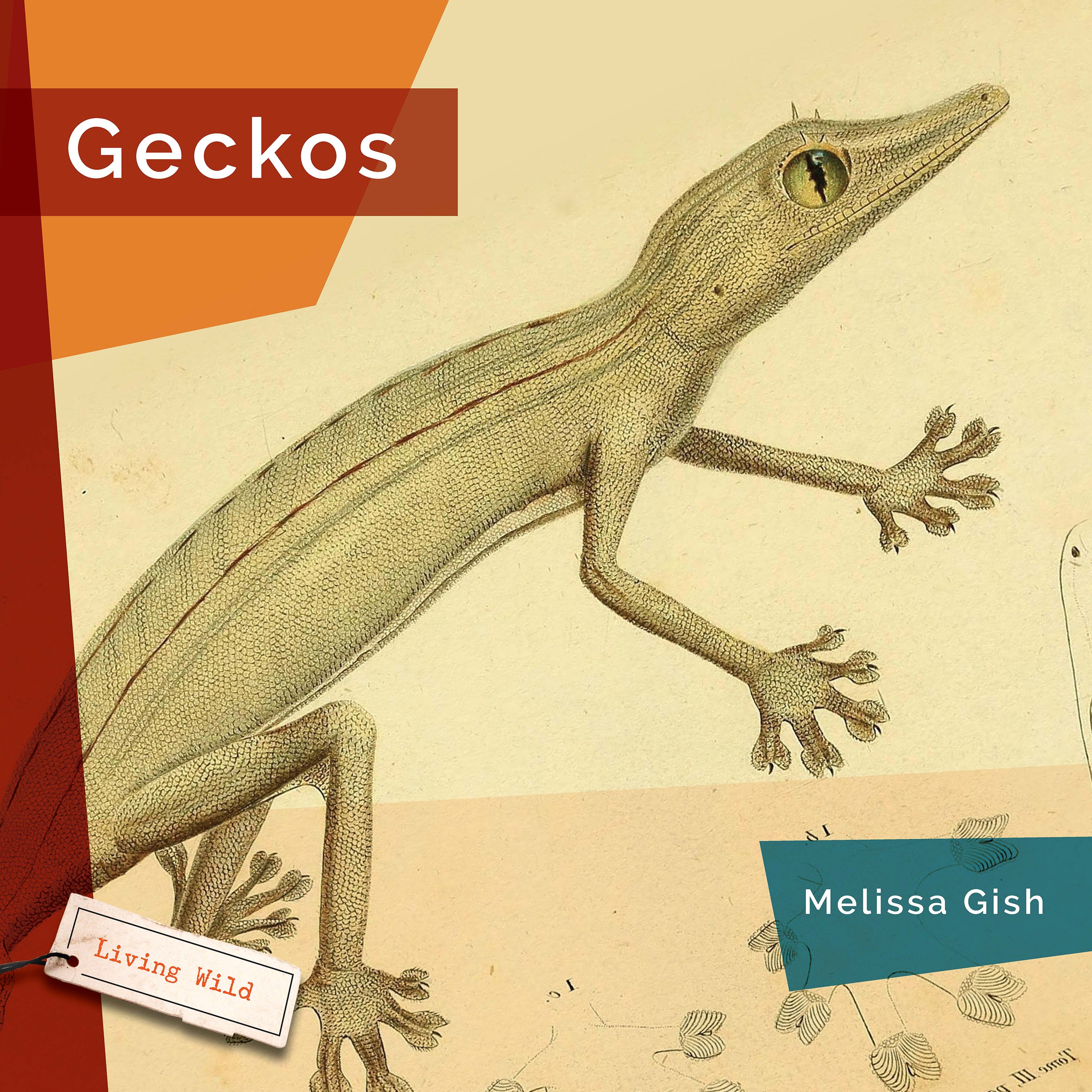 Geckos: Amazing Reptiles - 9781640267848 | Perfect for Reptile Lovers & Educational Use