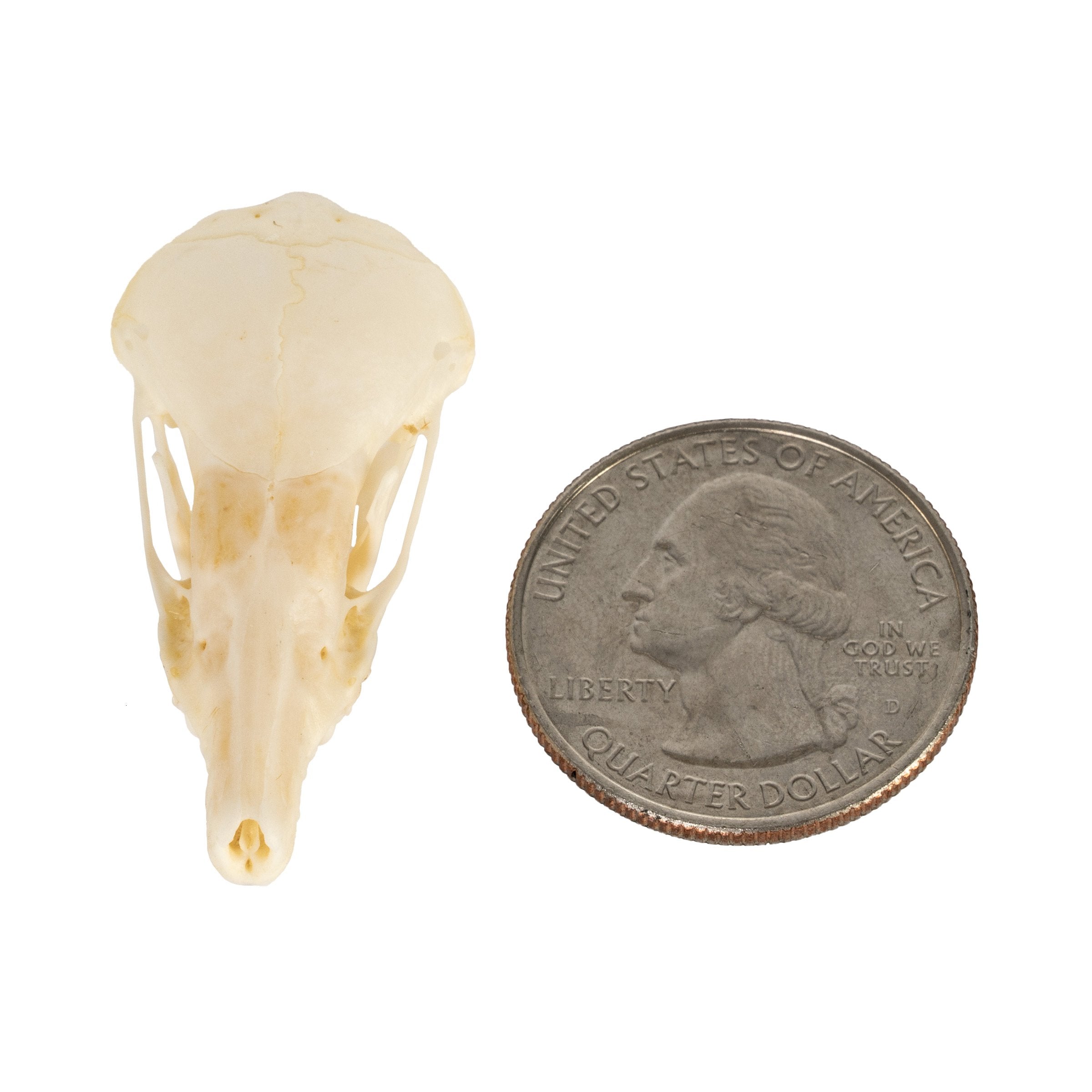 Authentic Townsend's Mole Skull - High-Quality Animal Specimen for Science Education, Taxidermy & Collectors | Perfect for Biology Classrooms, Museum Displays & Oddity Collections