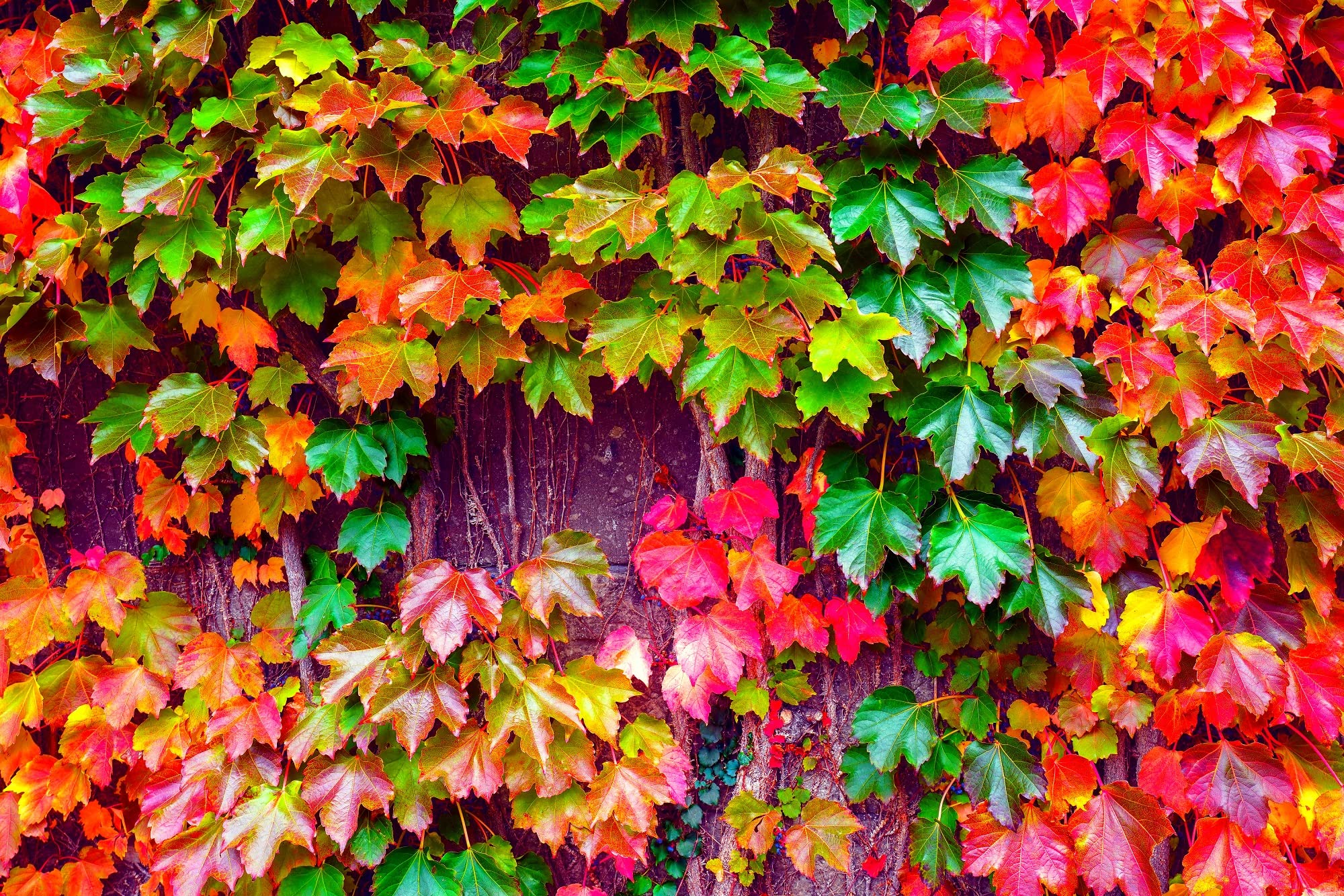 50 Japanese Ivy Seeds for Planting - Easy to Grow Creeping Ivy Vine - Fast Growing Evergreen Ground Cover - Perfect for Garden Walls, Fences & Landscaping - Ships from Iowa, USA