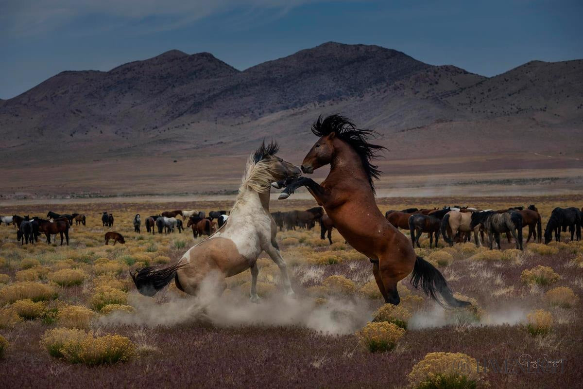 Desert Duel 5 by Greg Sargent - Western Action Novel - Perfect for Book Clubs & Cowboy Adventure Fans