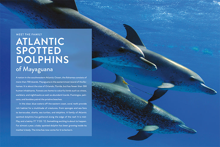 Dolphin 9781640261808 - High-Quality Dolphin-Themed Book for Kids | Perfect for Reading, Learning & Gifts