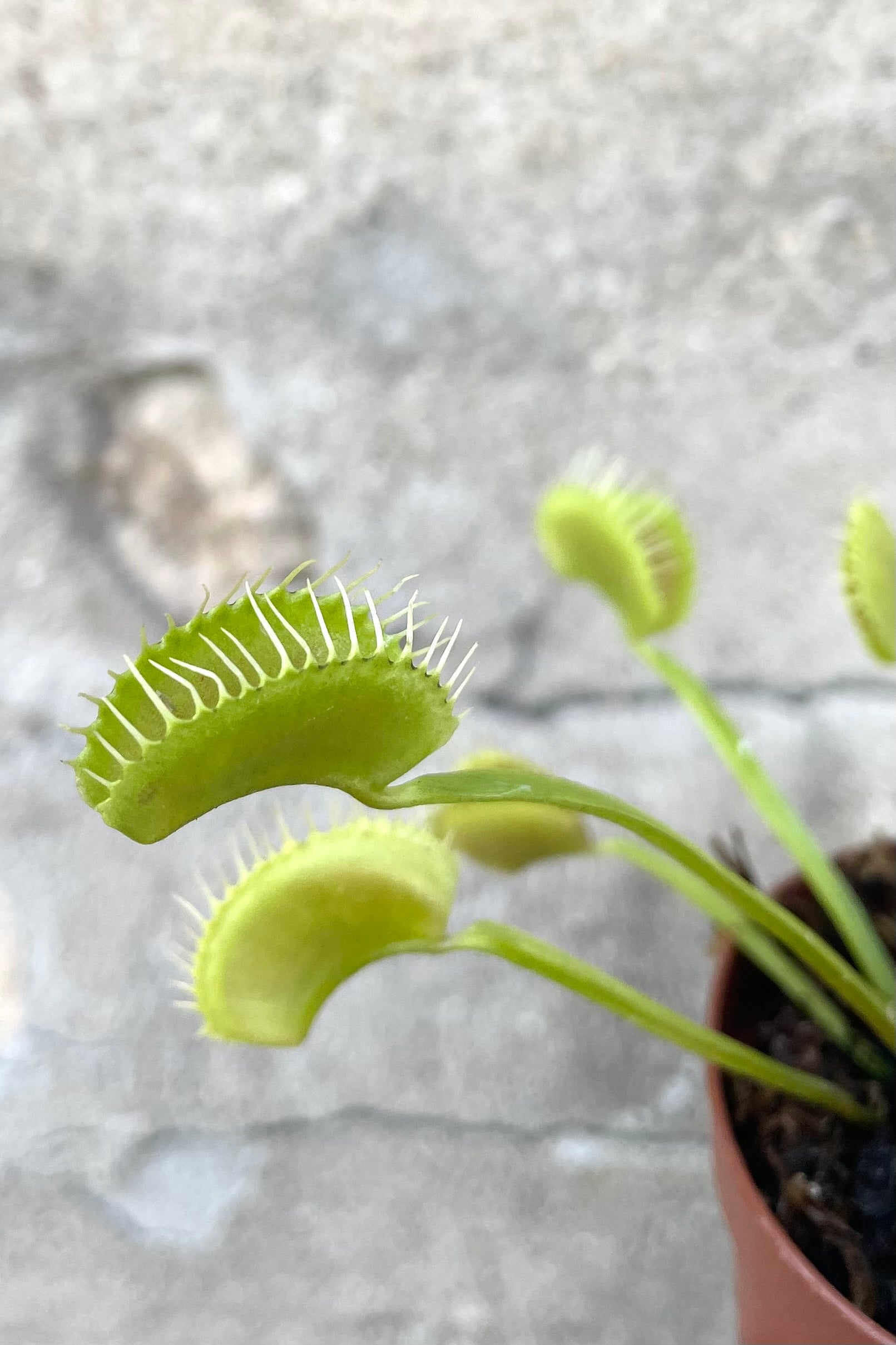Live Dionaea Venus Flytrap - Carnivorous Plant for Natural Pest Control | Perfect for Home, Office & Garden Decor