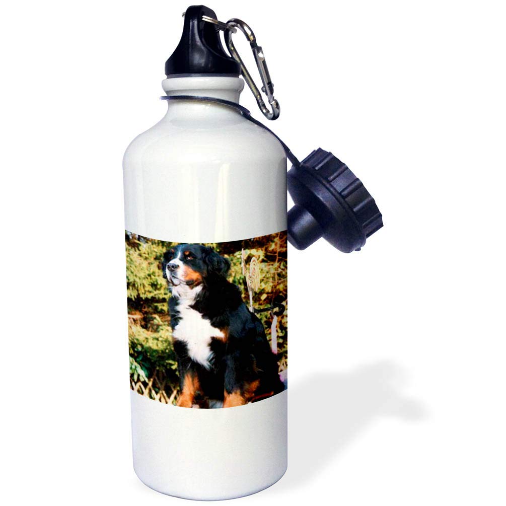 3D Rose Bernese Mountain Dog Sports Water Bottle - 21 oz Insulated Stainless Steel Bottle for Hiking, Gym & Outdoor Activities - BPA Free, Leak Proof, White