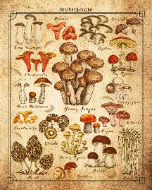 Vintage Mushroom