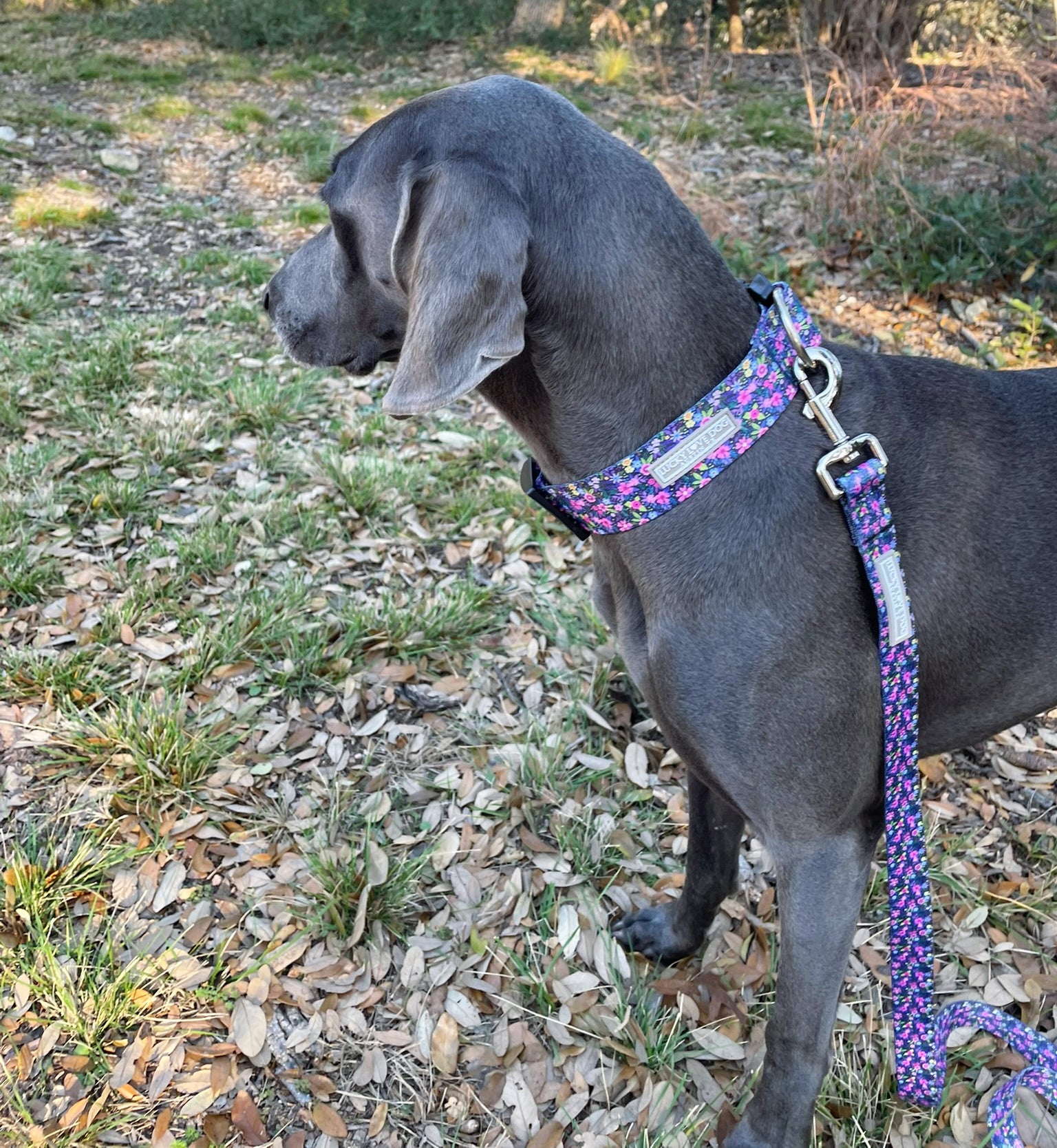 WIDE Primrose Dog Collar - Adjustable Pet Collar for Small & Medium Dogs - Durable & Stylish for Daily Walks & Outdoor Adventures