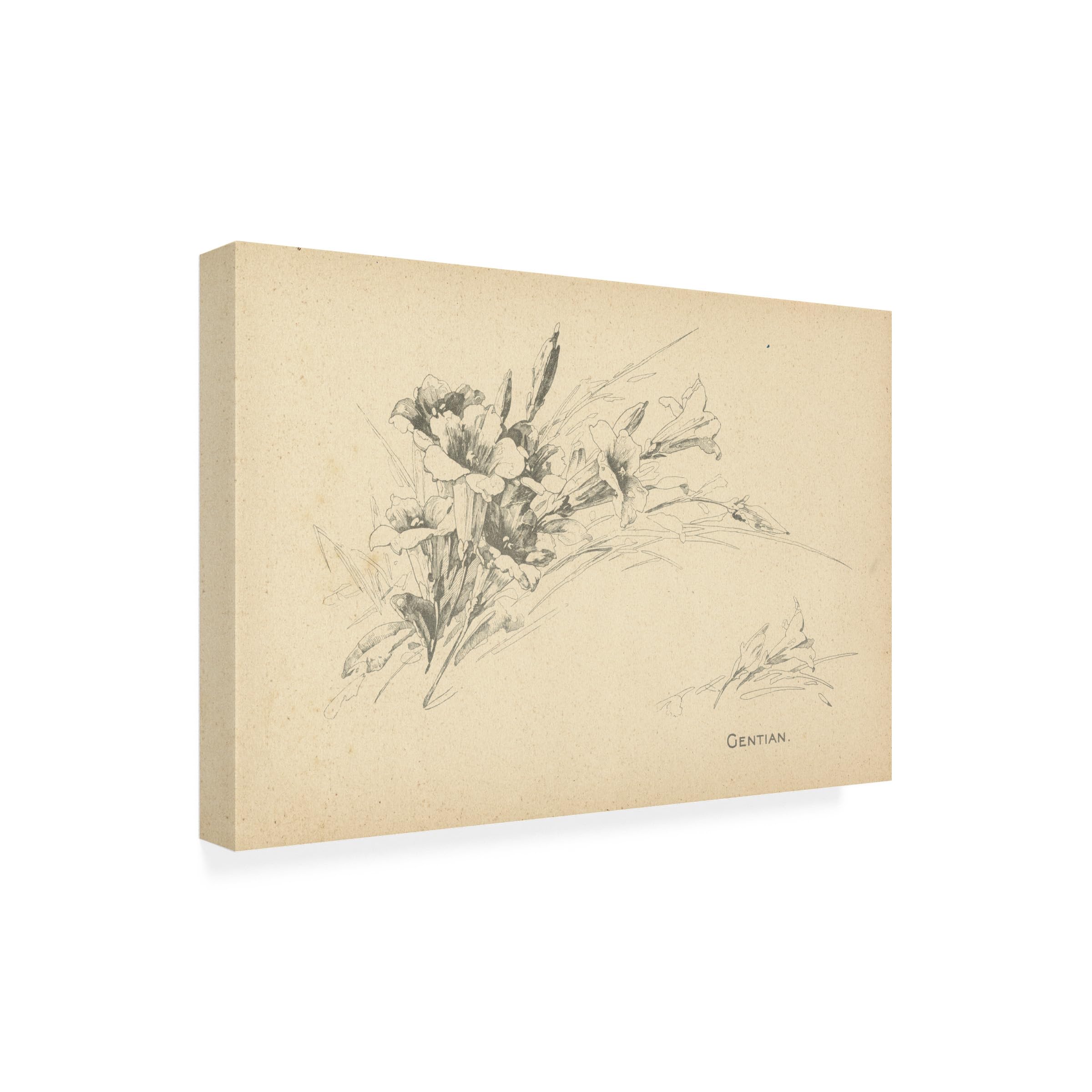 Trademark Fine Art 'Gentian' Floral Canvas Wall Art Print - Handmade Home Decor for Living Room, Bedroom & Office
