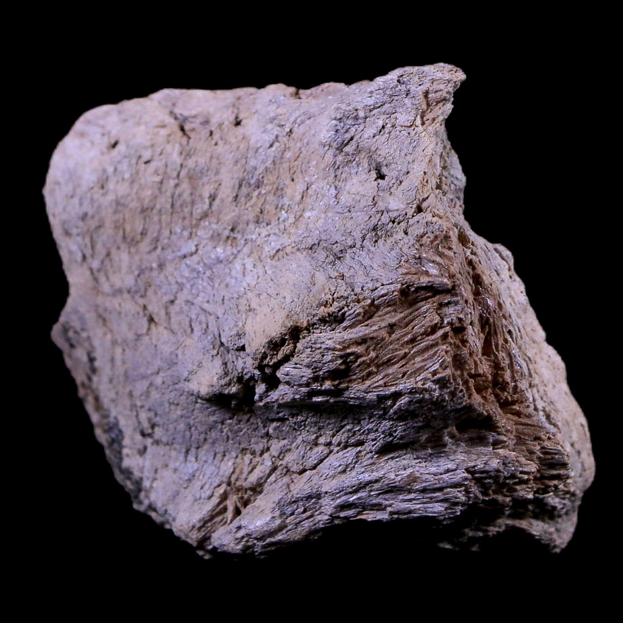 Authentic Gryposaurus Fossil Jaw Maxilla Bone - Duck-Billed Dinosaur Fossil from Judith River Formation, Montana - Includes COA - Perfect for Paleontology Collections, Educational Displays & Dinosaur Enthusiasts