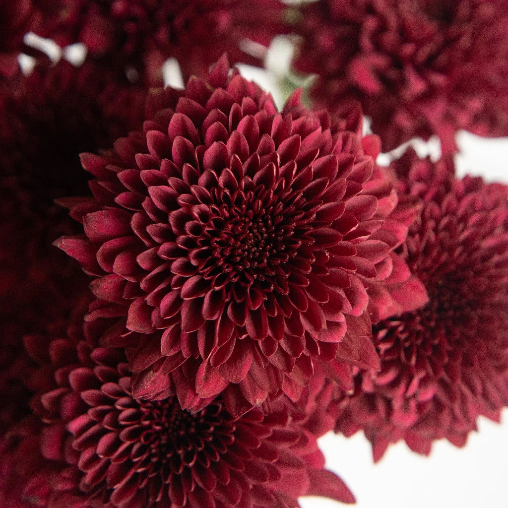 Bolero Red Cremon Flower - Premium Artificial Silk Flowers for Home Decor, Wedding Bouquets, and Event Centerpieces