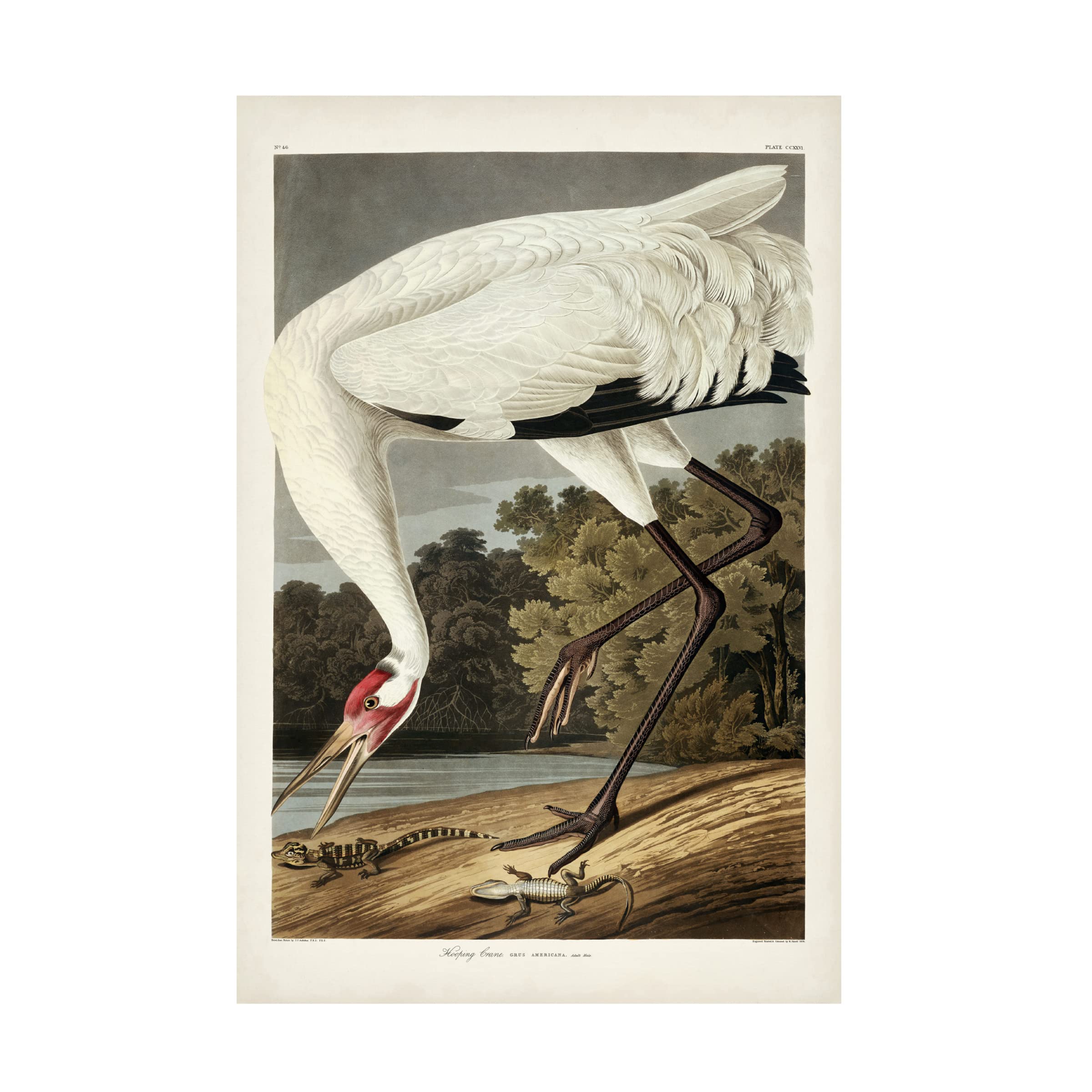 Trademark Fine Art 'Hooping Crane' Canvas Wall Art by John James Audubon - 22x32 Inches - Nature Inspired Decor for Living Room, Bedroom & Office