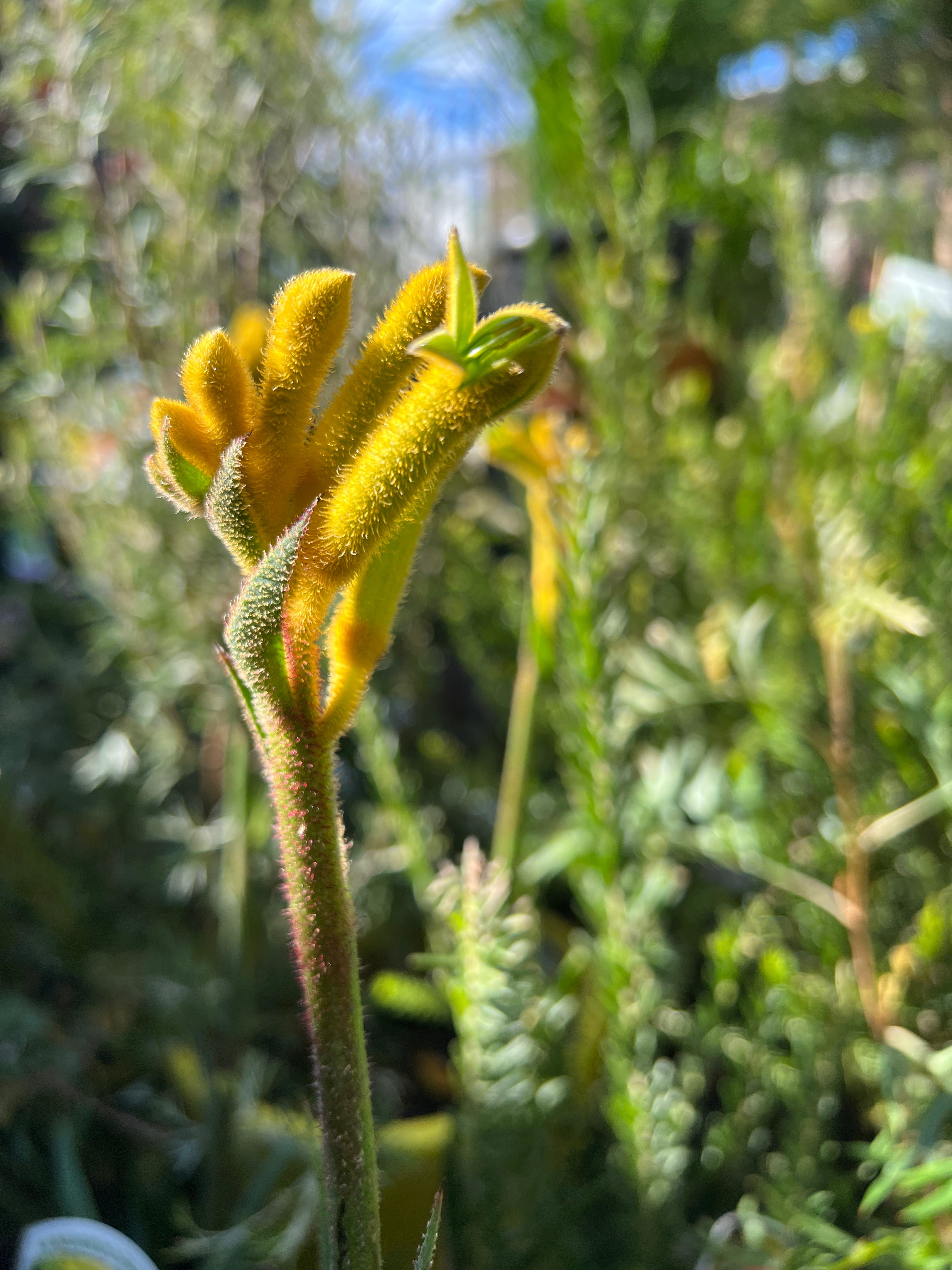 Anigozanthos 'Bush Bonanza' Kangaroo Paw Plant - Vibrant Perennial Flower for Gardens & Landscaping - Perfect for Borders, Containers & Cut Flower Arrangements