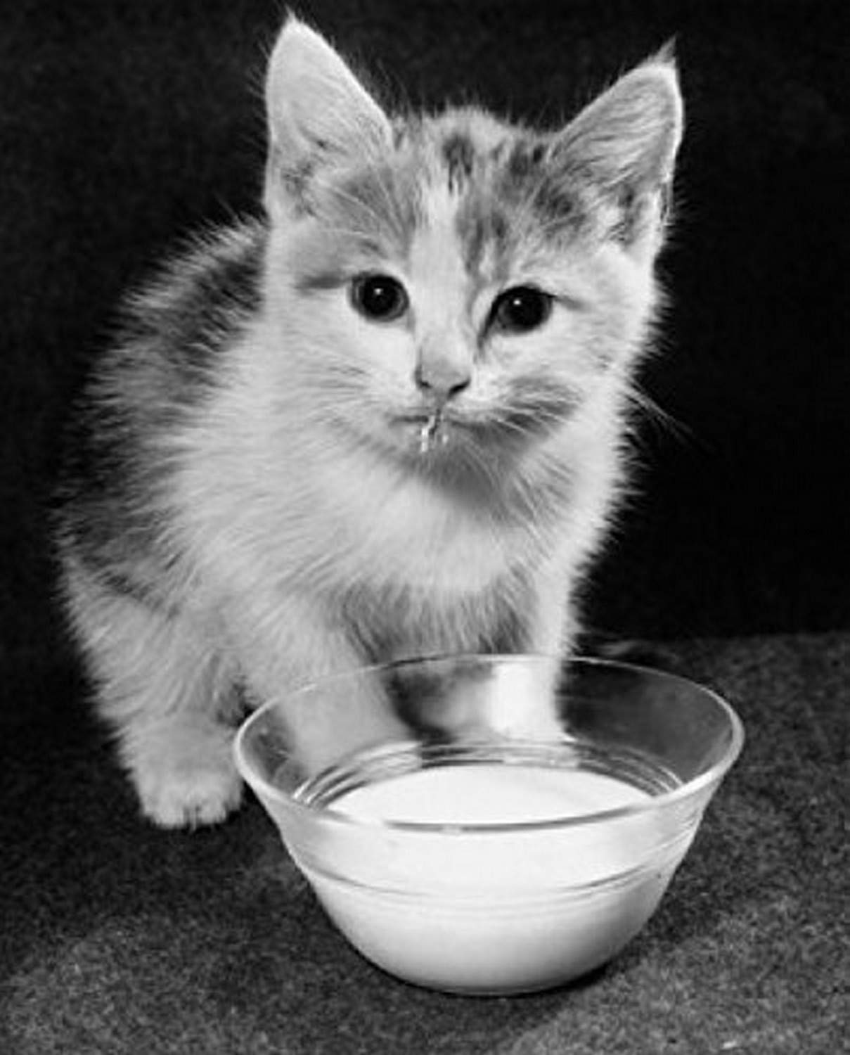 Kitten Drinking Milk from Bowl Poster Print - 18x24 Inches Wall Art for Nursery, Pet Lover Gift, Home Decor