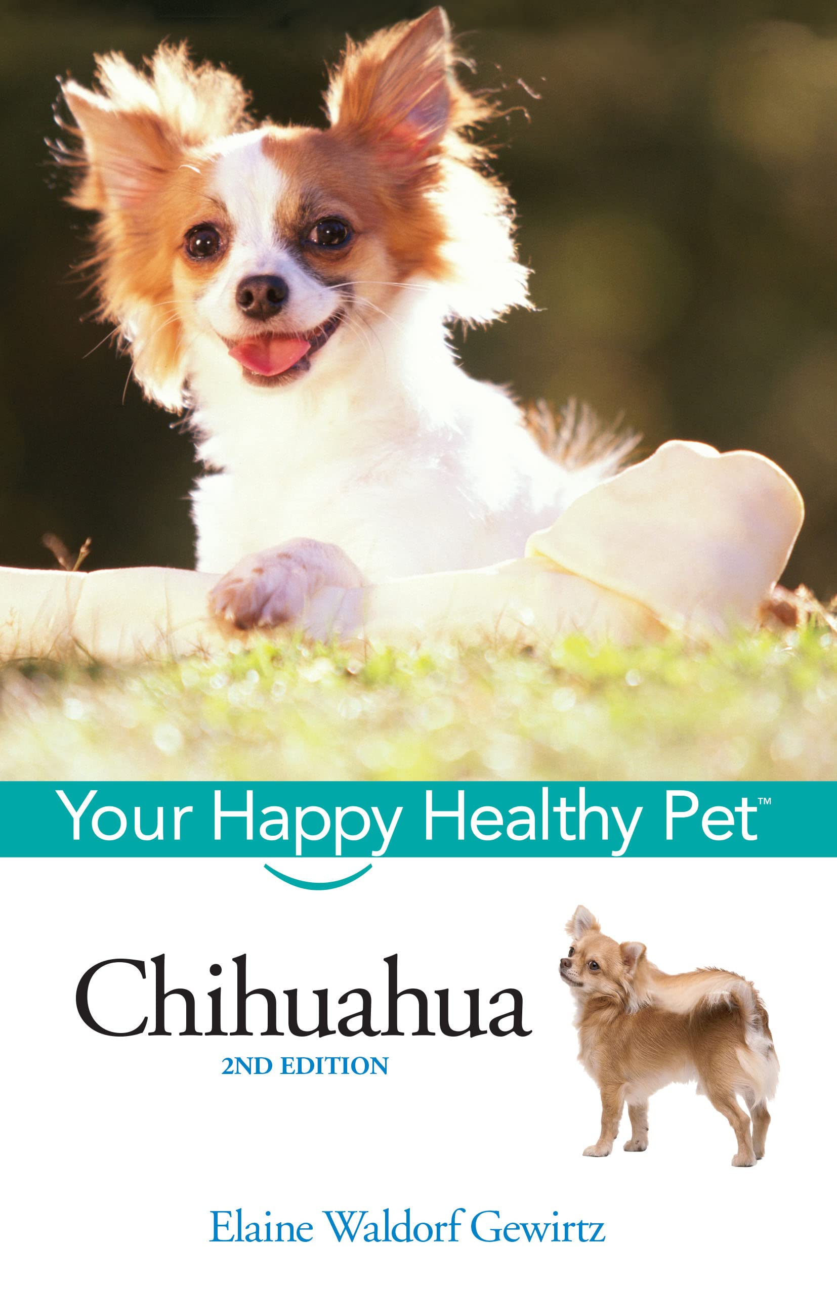 Happy Healthy Chihuahua Pet for Loving Families & Home