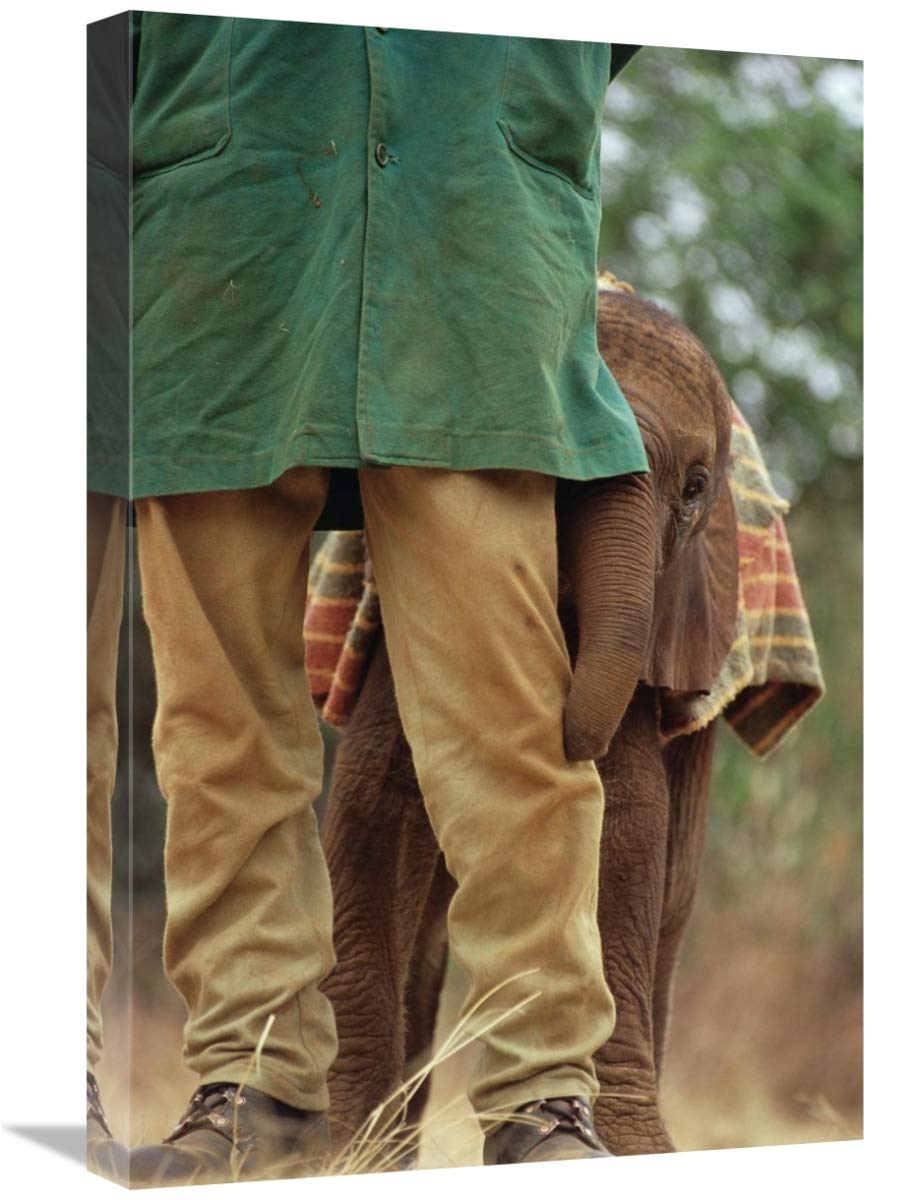 Orphan Baby Elephant Hiding Behind Keeper - Tsavo East Kenya Wildlife Canvas Art Print 16x24 Inches - Perfect for Living Room, Nursery & Safari-Themed Decor
