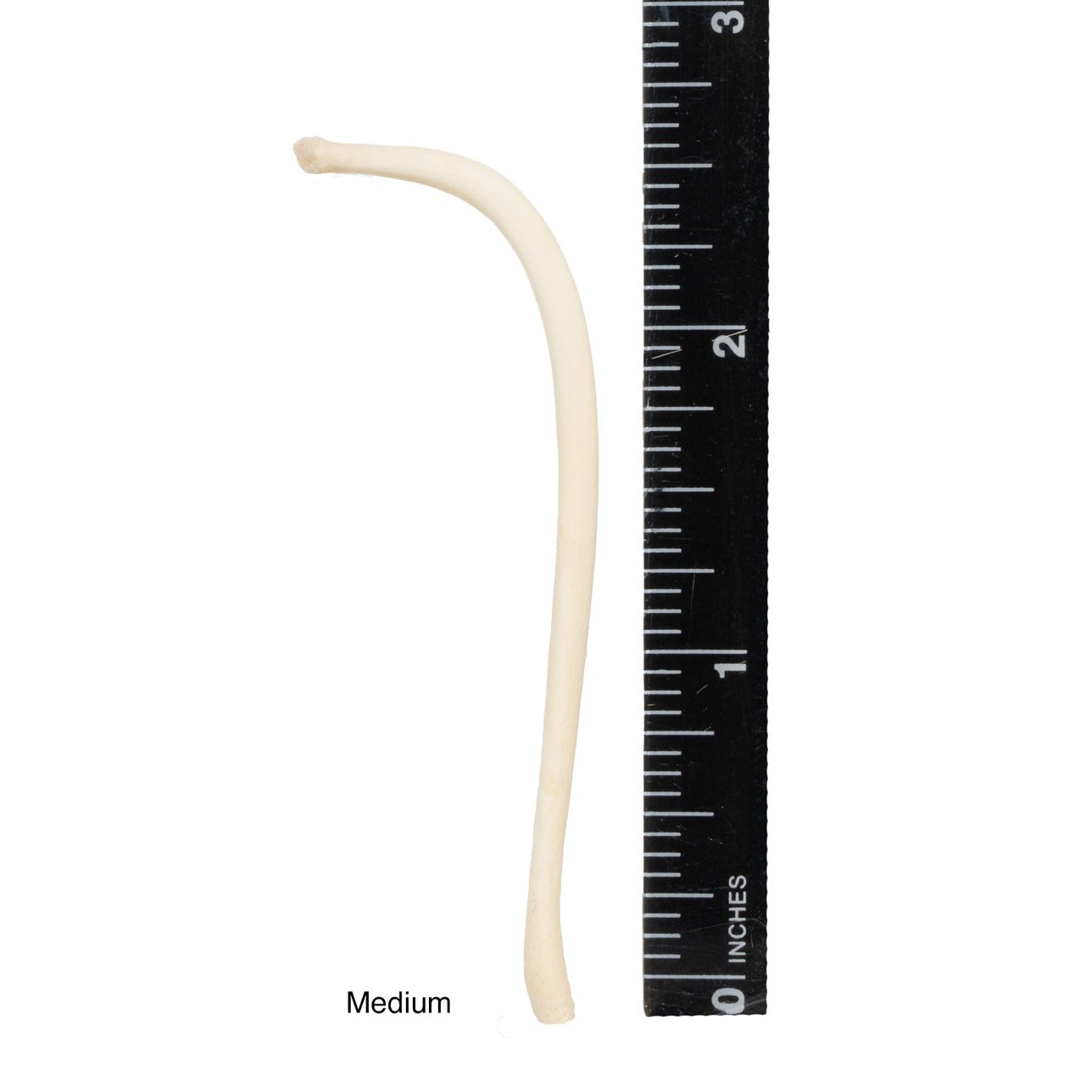 Authentic Raccoon Baculum (Penile Bone) - Genuine Wildlife Specimen for Collectors, Taxidermy & Oddity Displays | Perfect for Curio Cabinets, Science Education & Unique Gifts